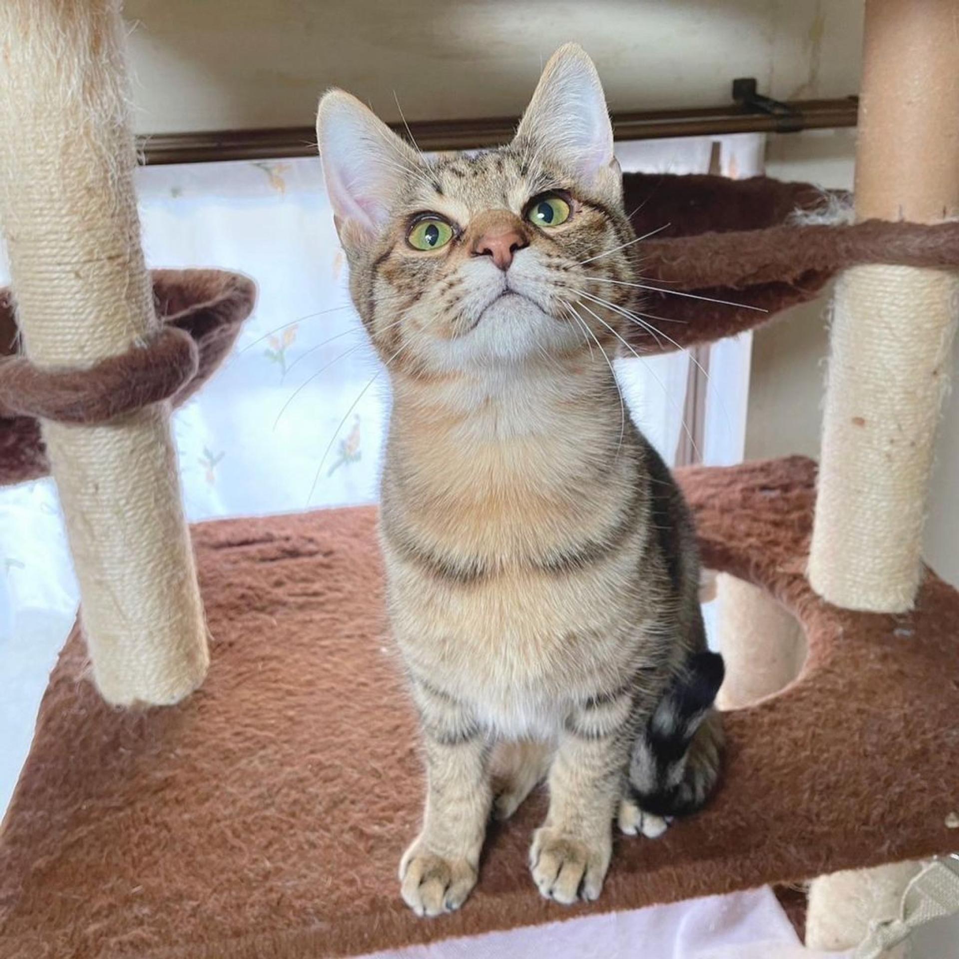 pet-image-3