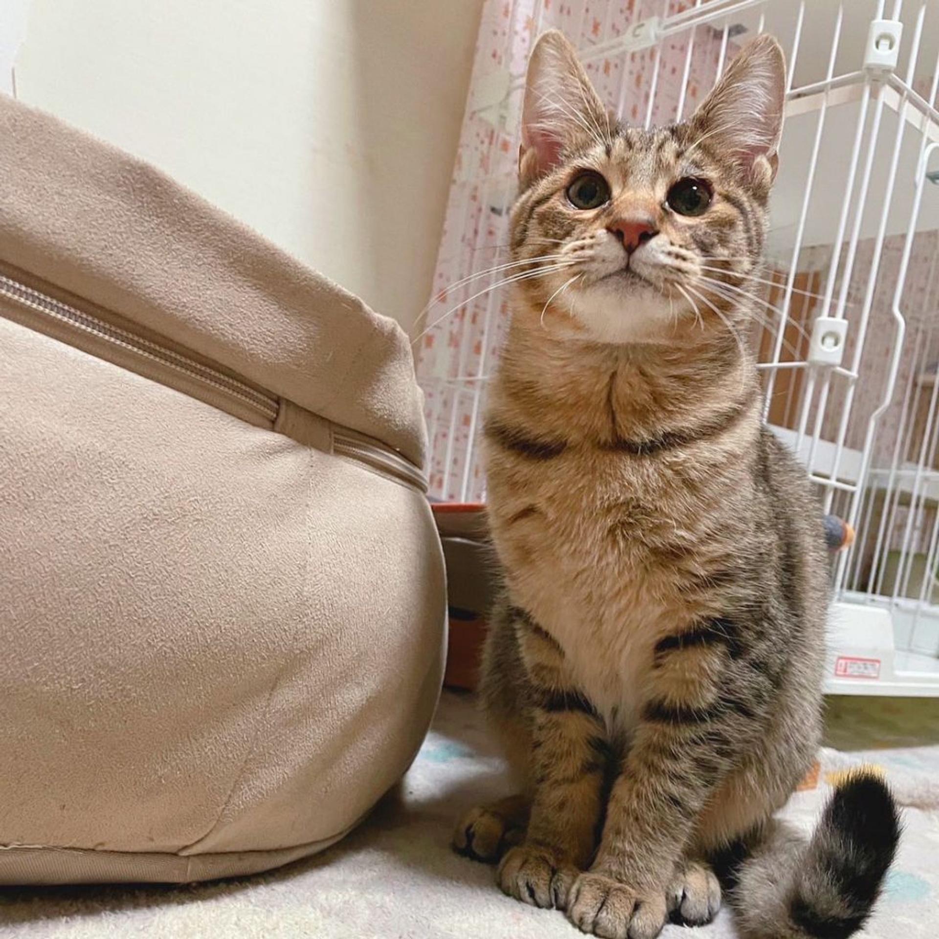 pet-image-4