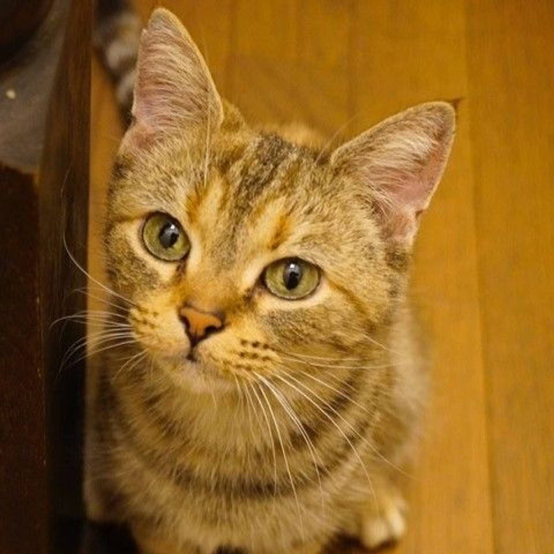 アメリカンショートヘア・メスの里親募集の写真