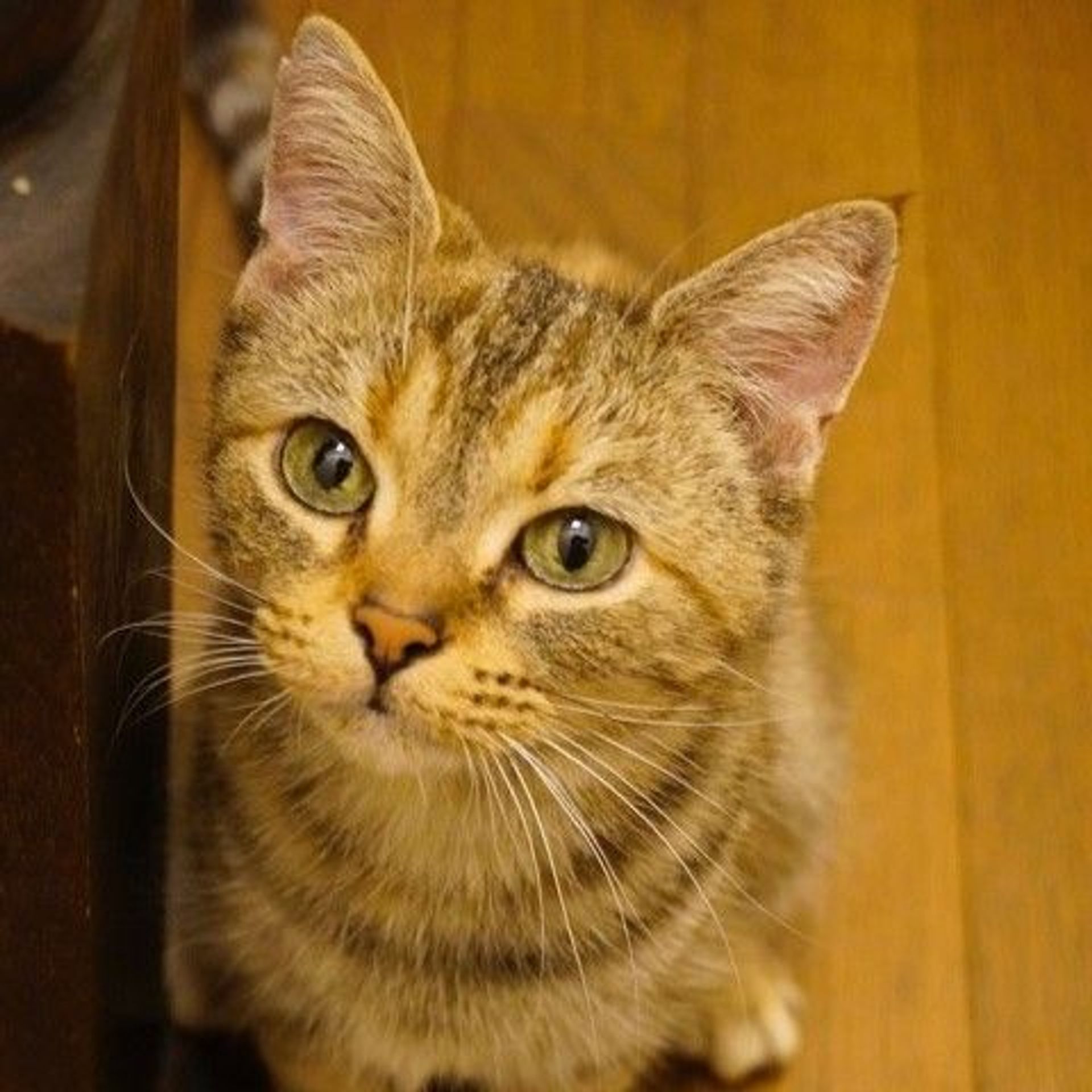 アメリカンショートヘア・メスの里親募集の写真