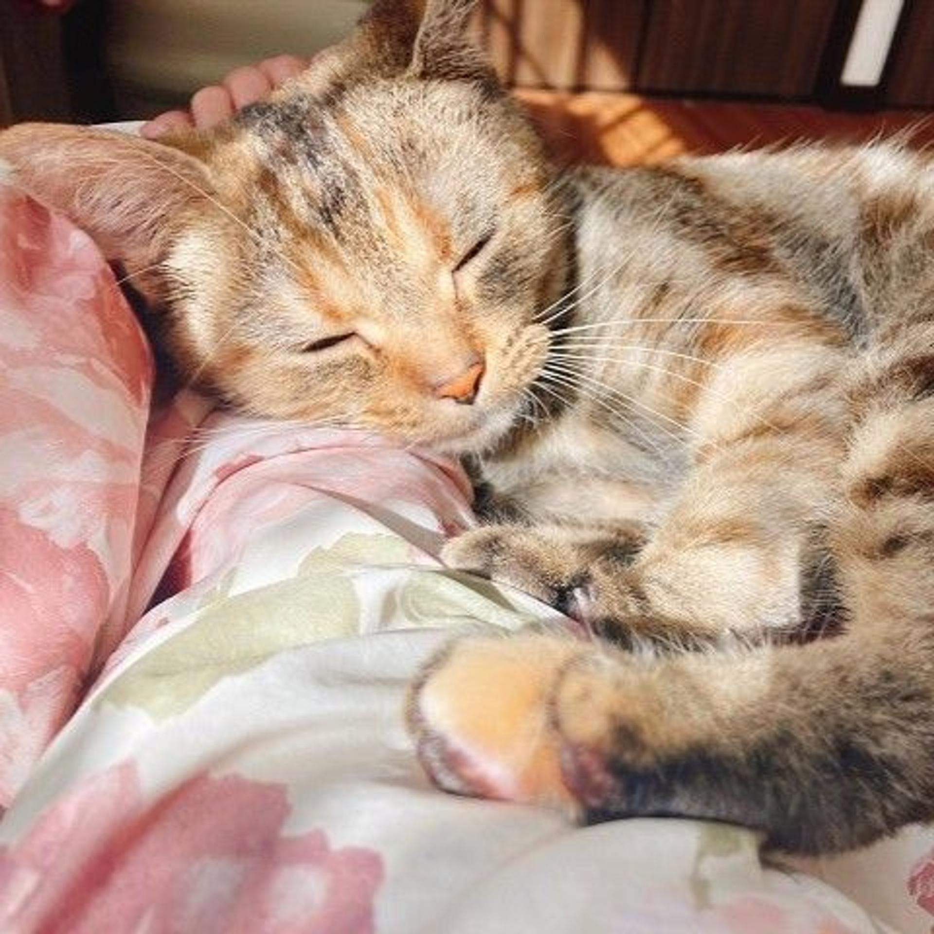 pet-image-2