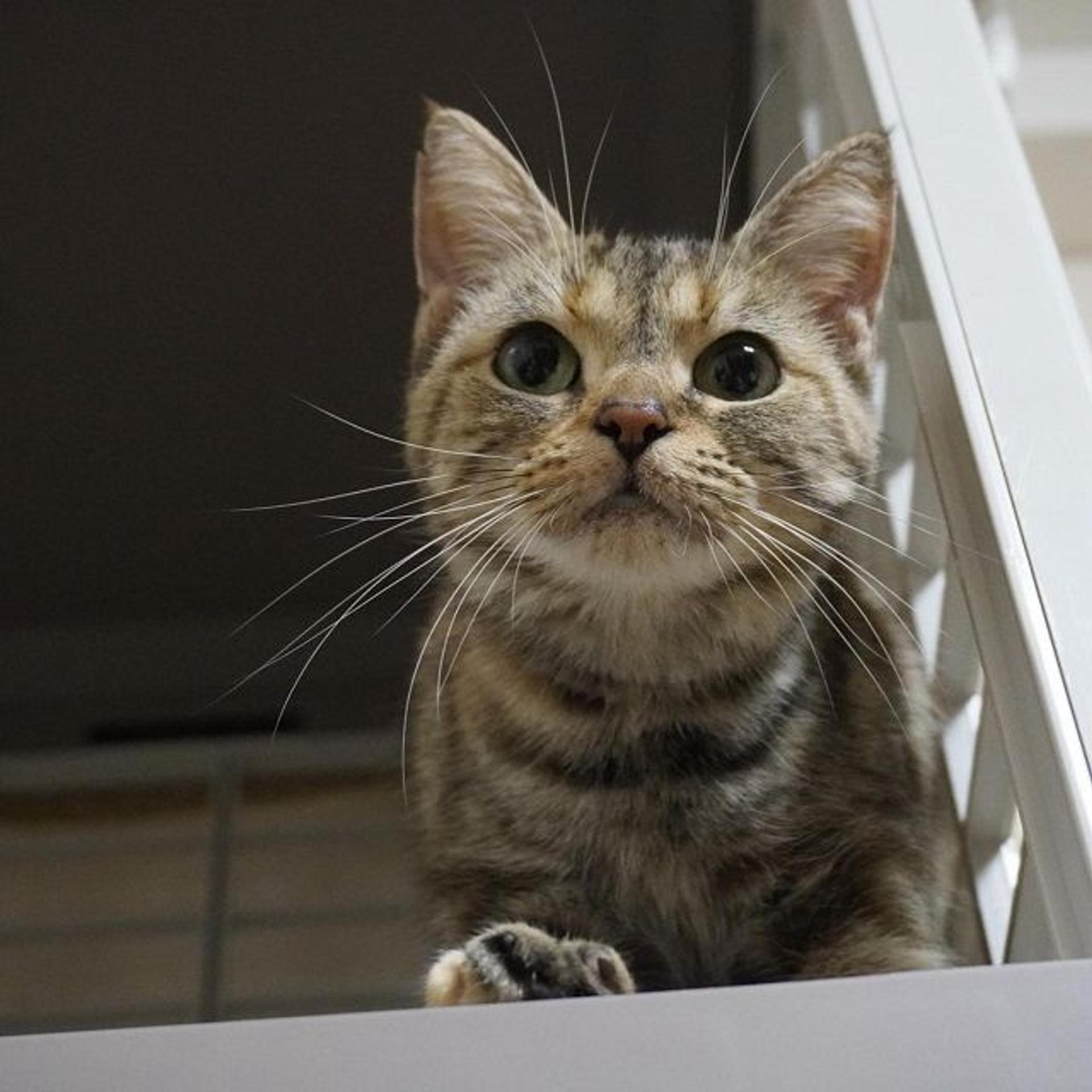pet-image-3