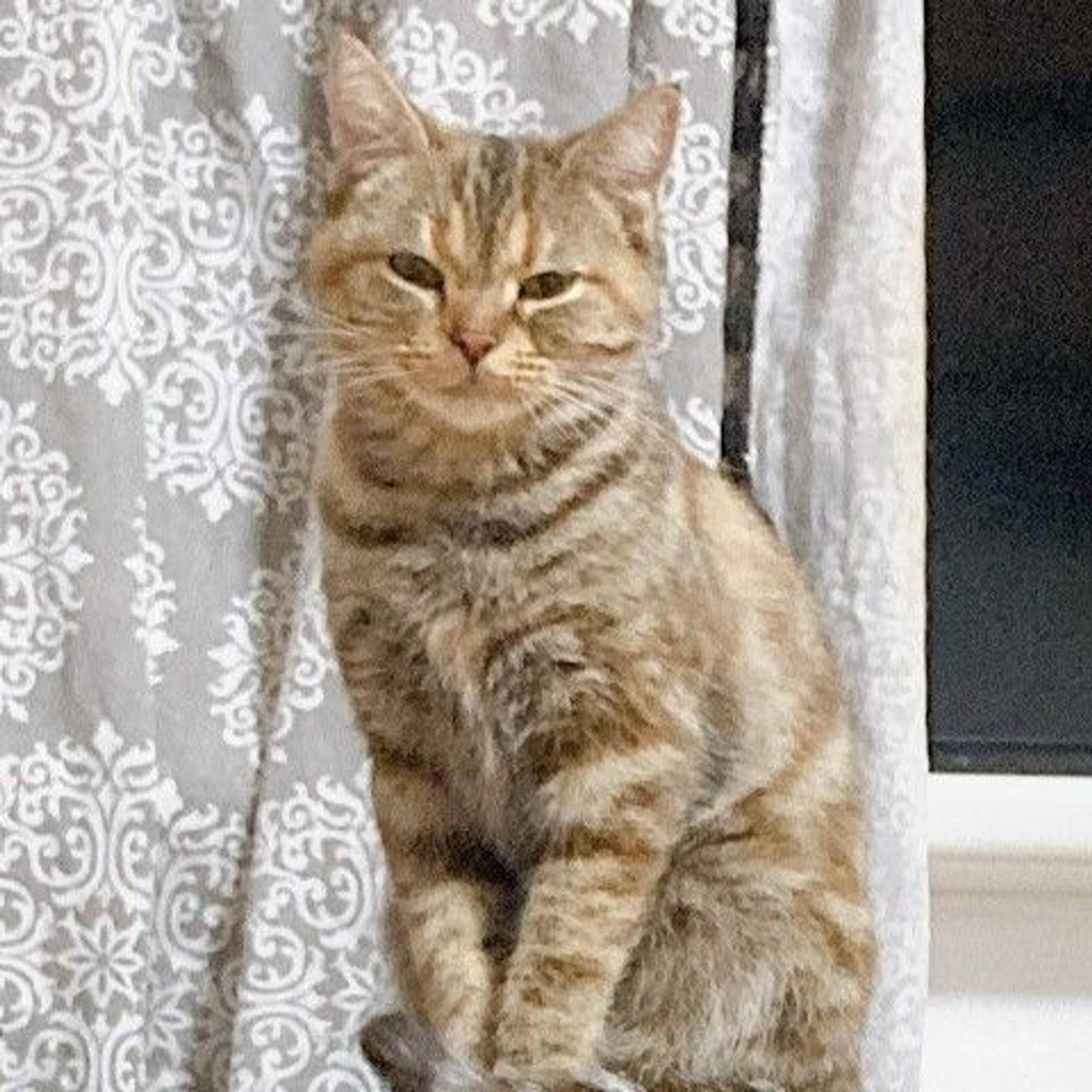 pet-image-4
