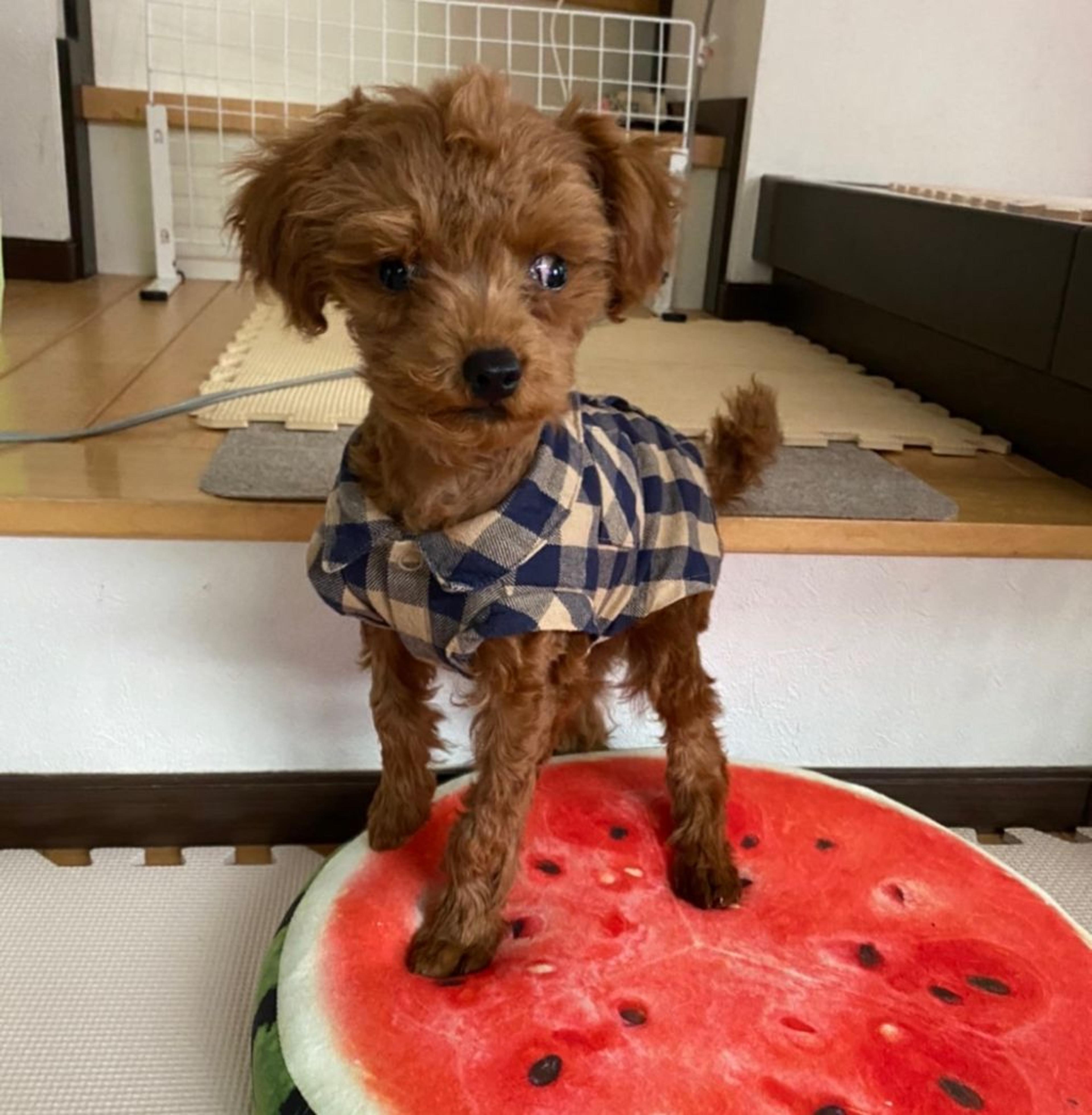 pet-image-2