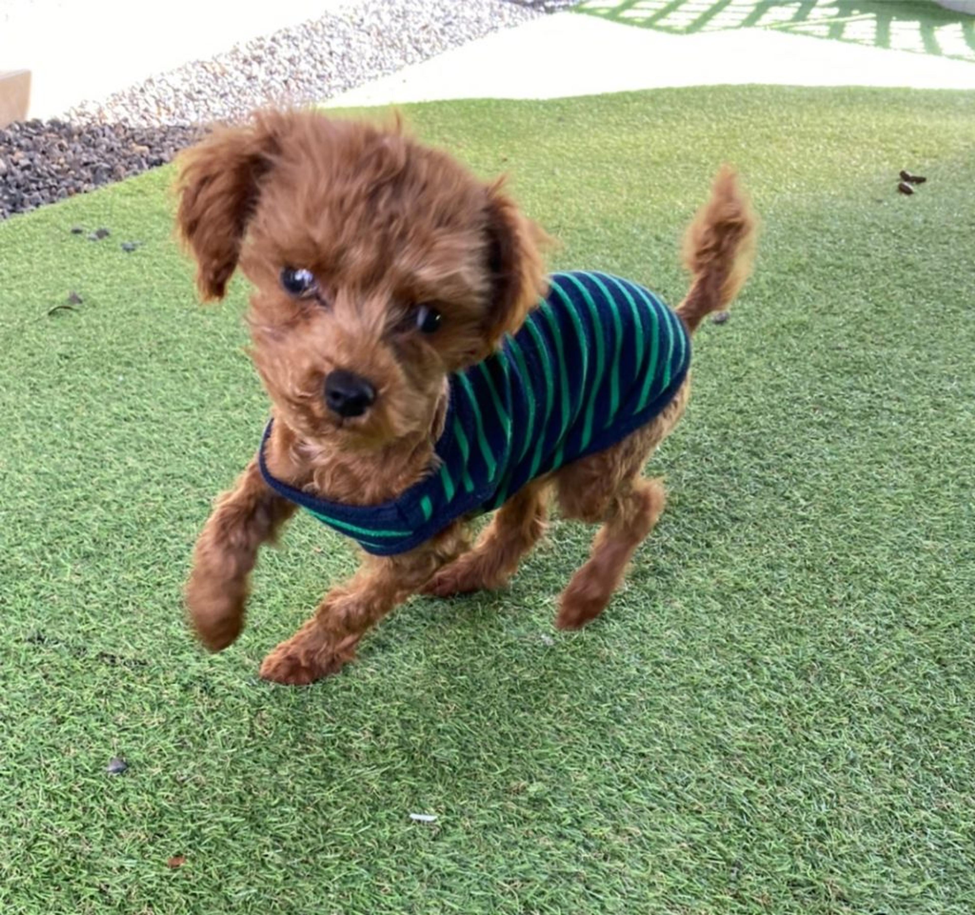 pet-image-3