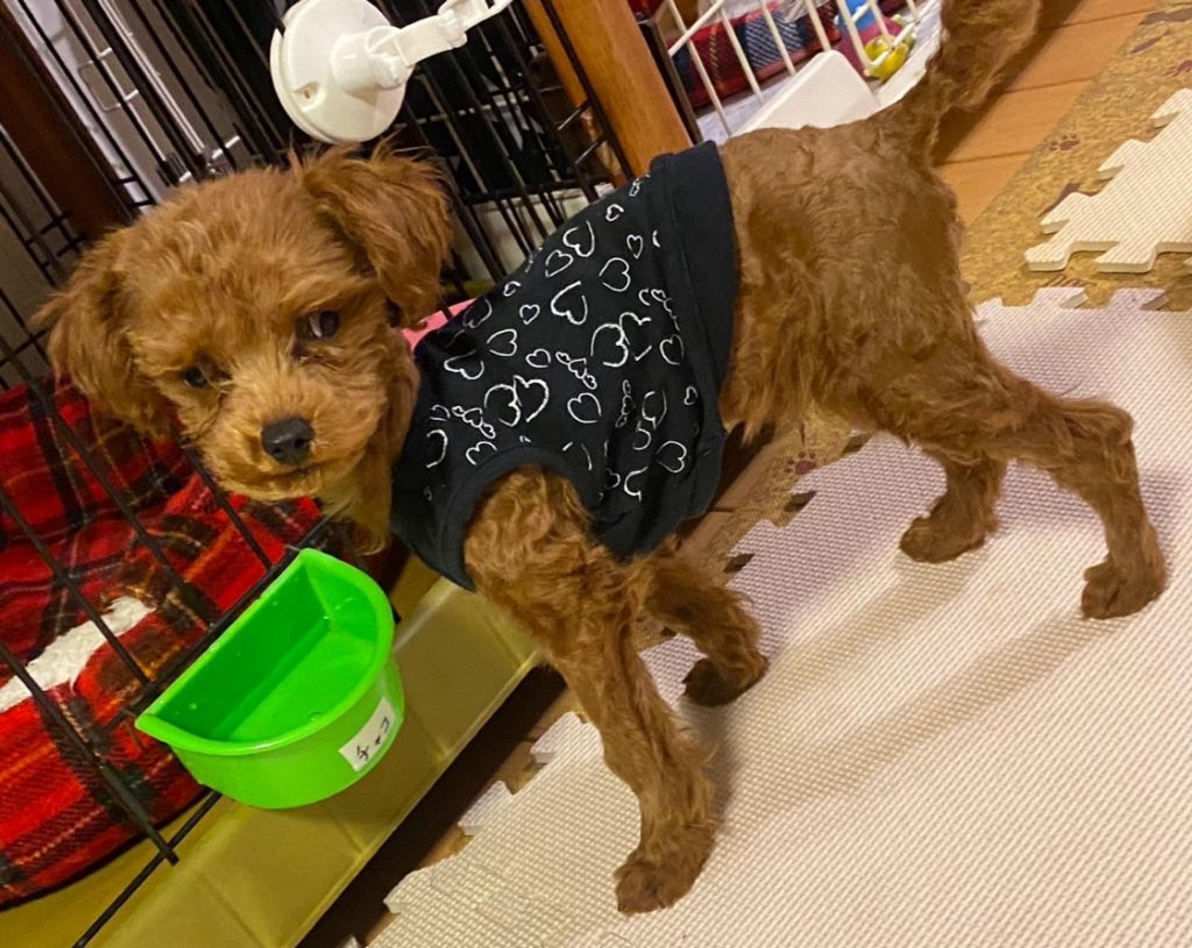pet-image-5