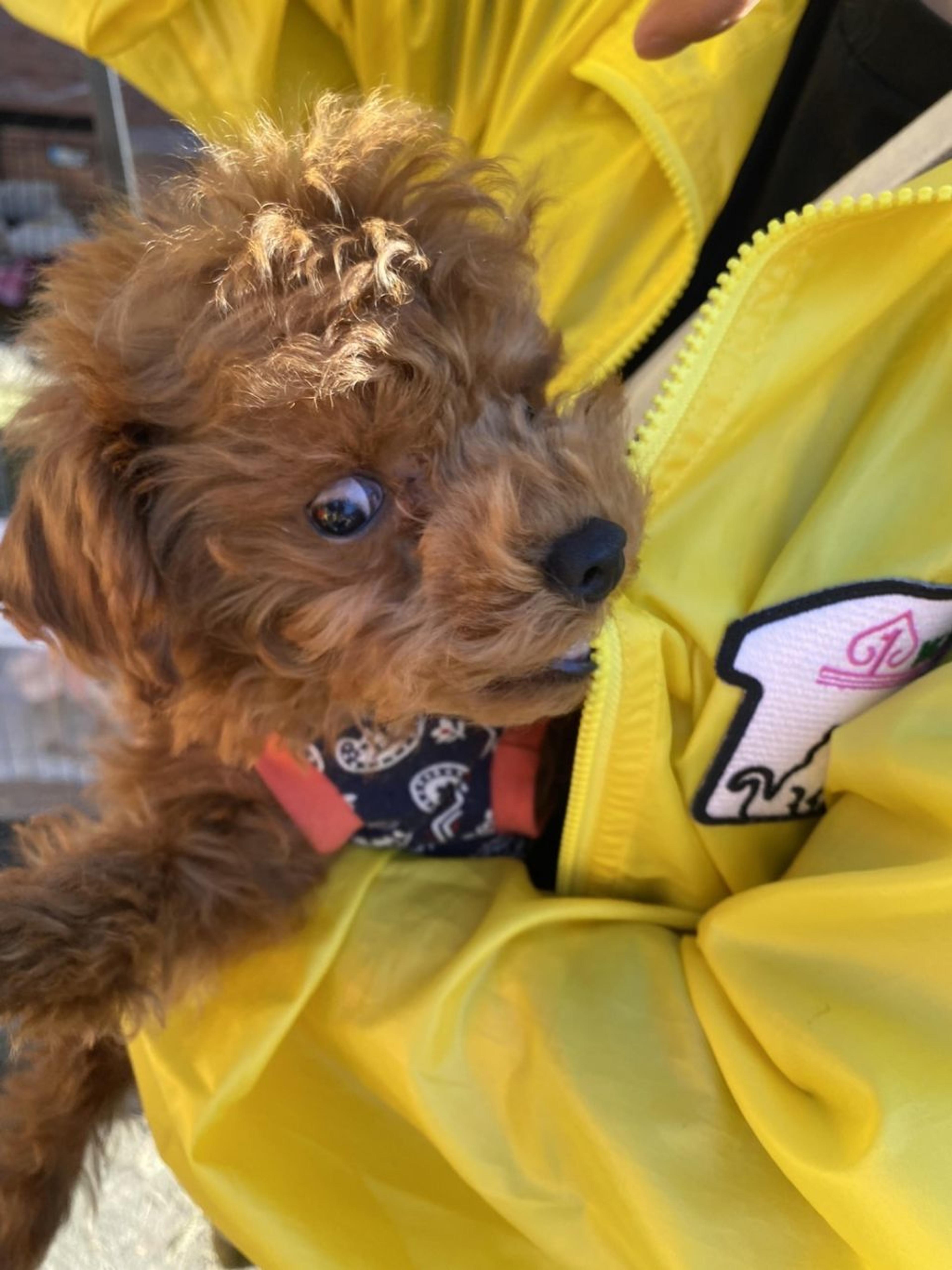 pet-image-6
