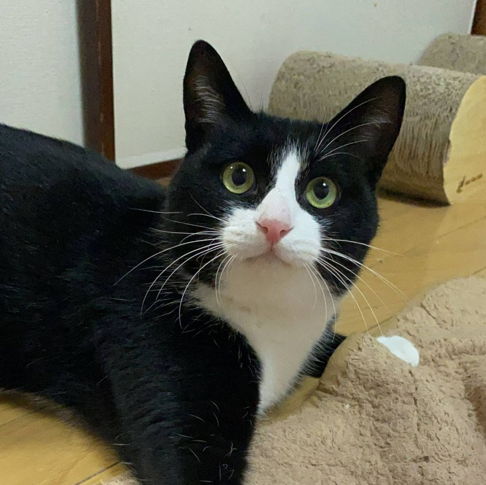 雑種（ミックス猫）・オスの里親募集の写真