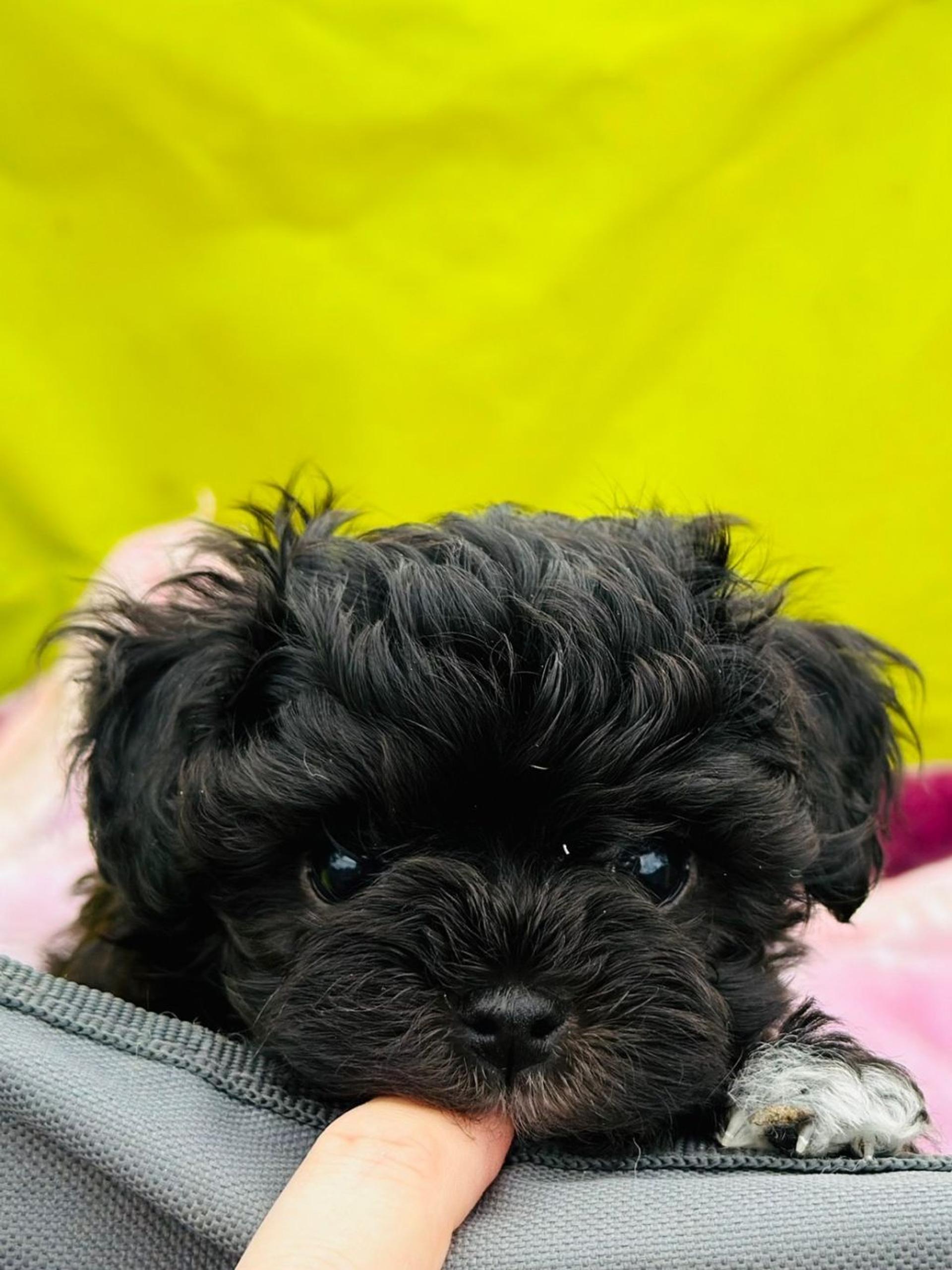 pet-image-2