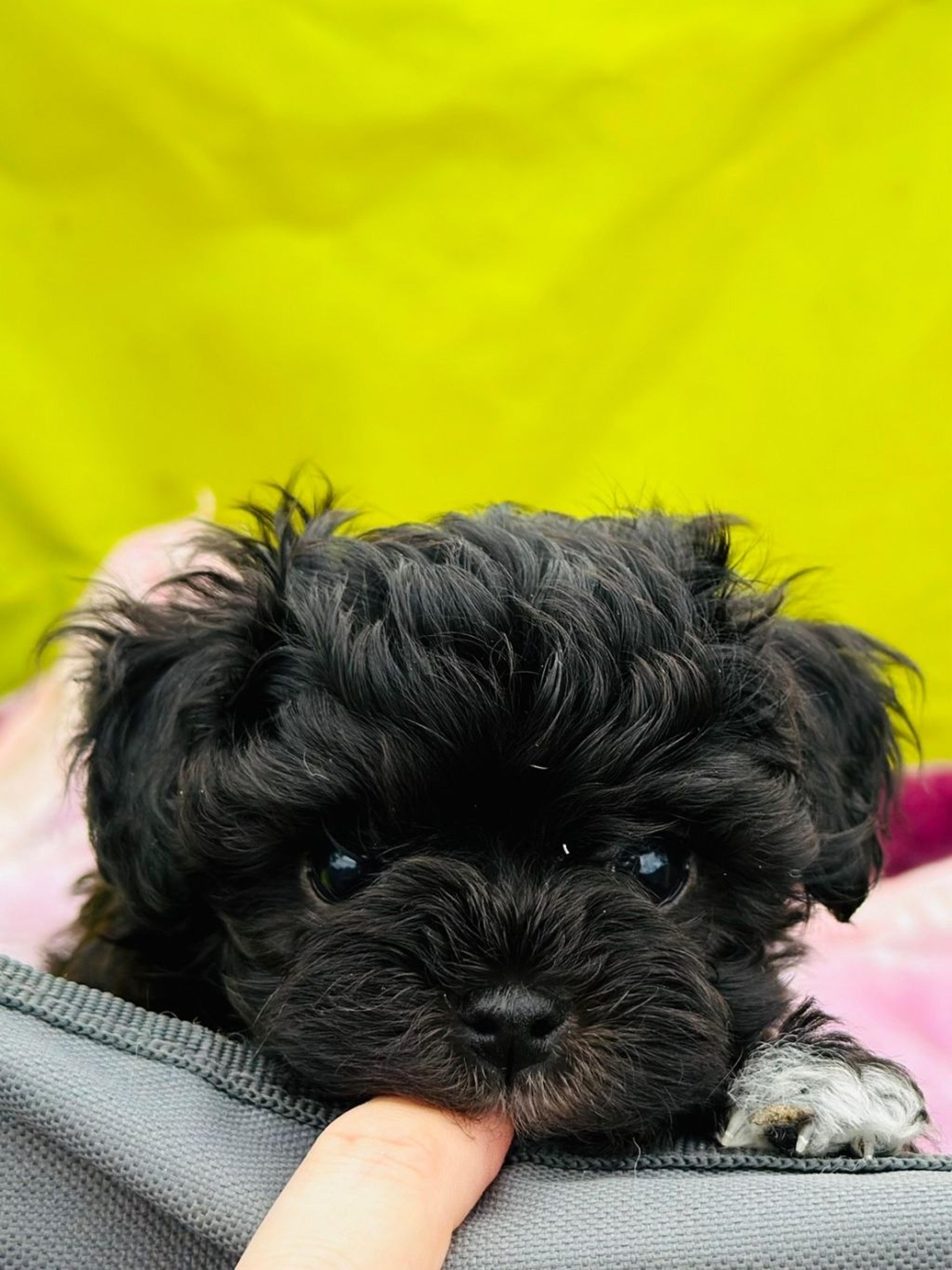 pet-image-2