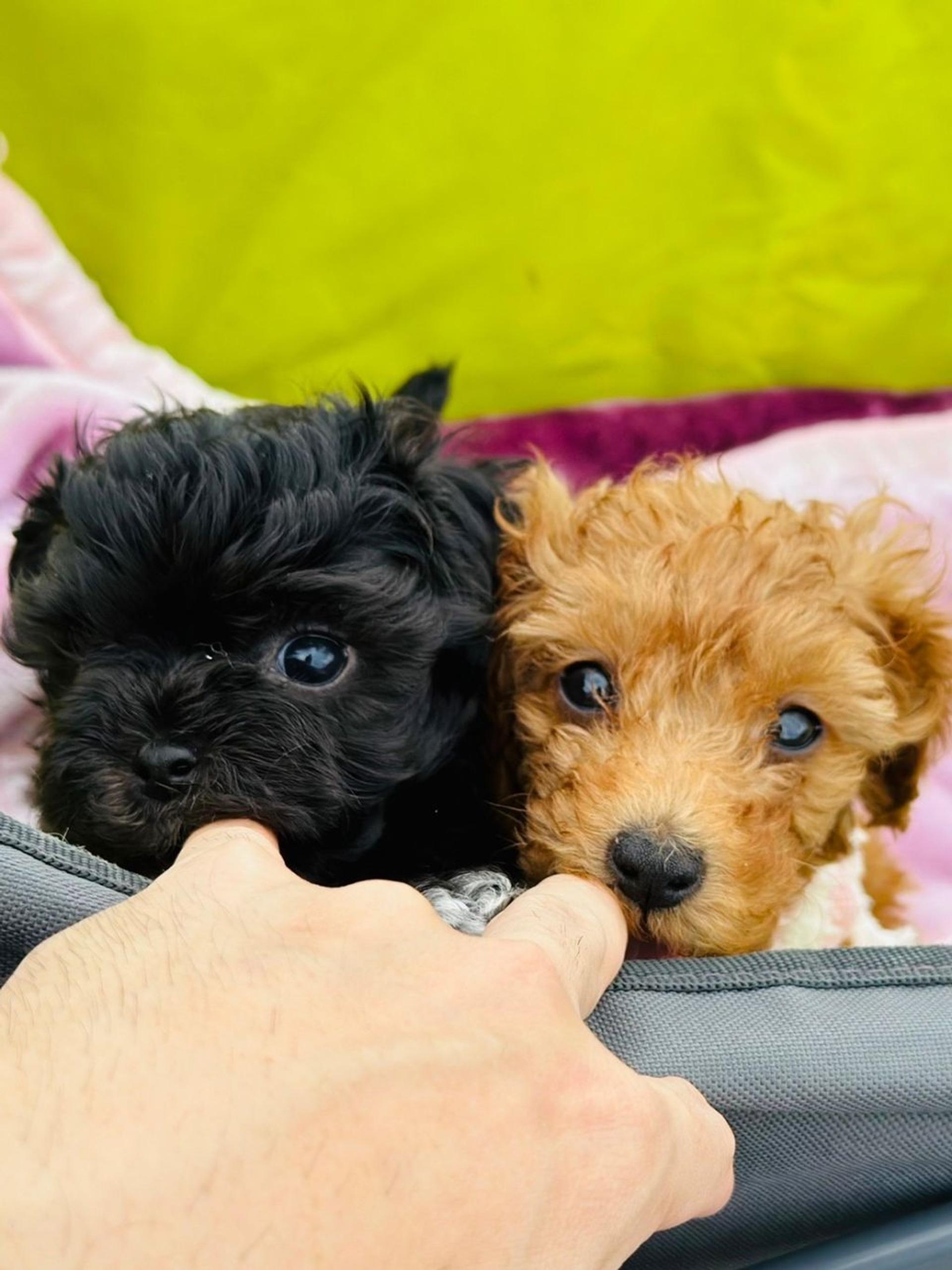 pet-image-3