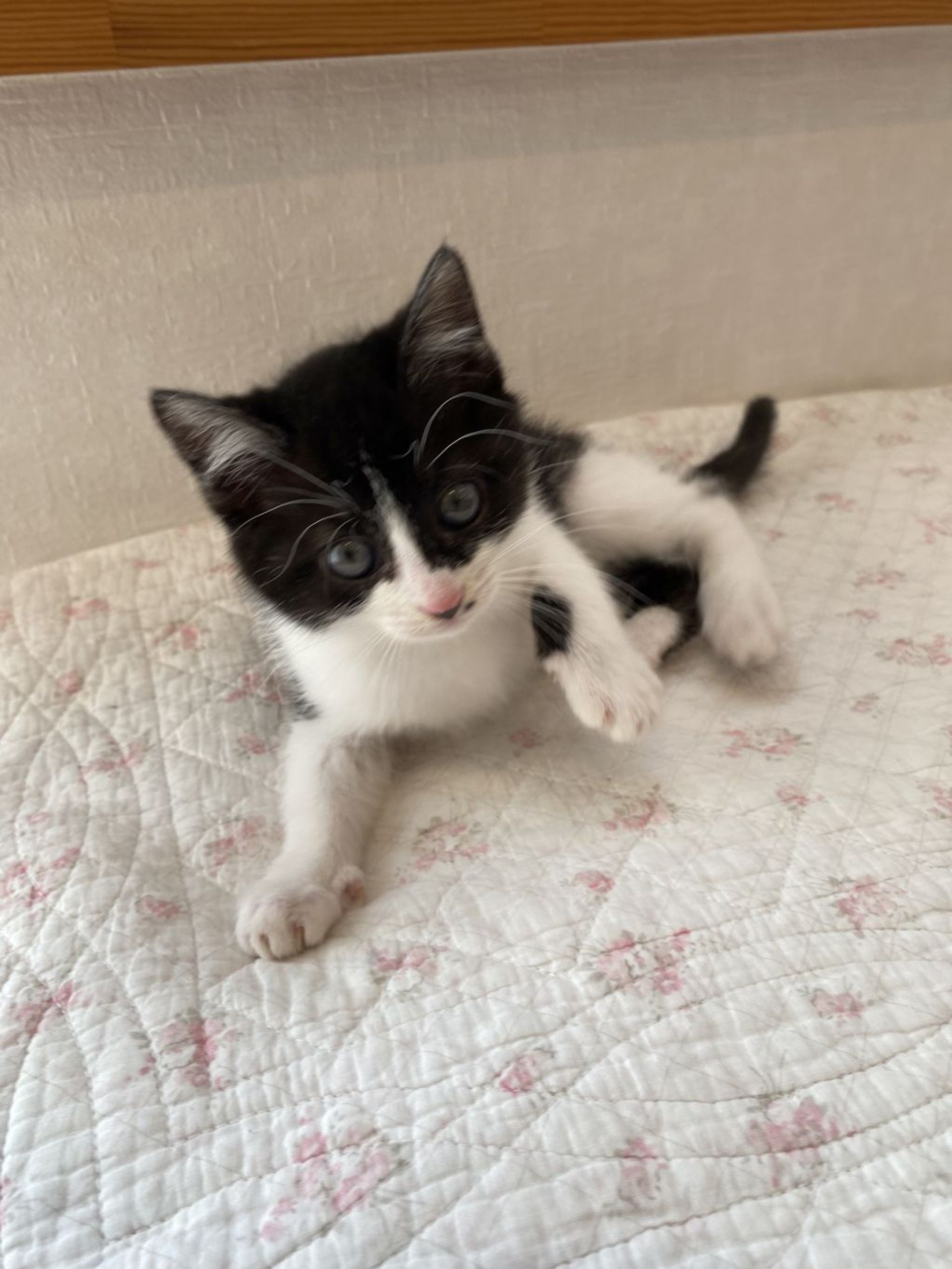 雑種（ミックス猫）・メスの里親募集の写真