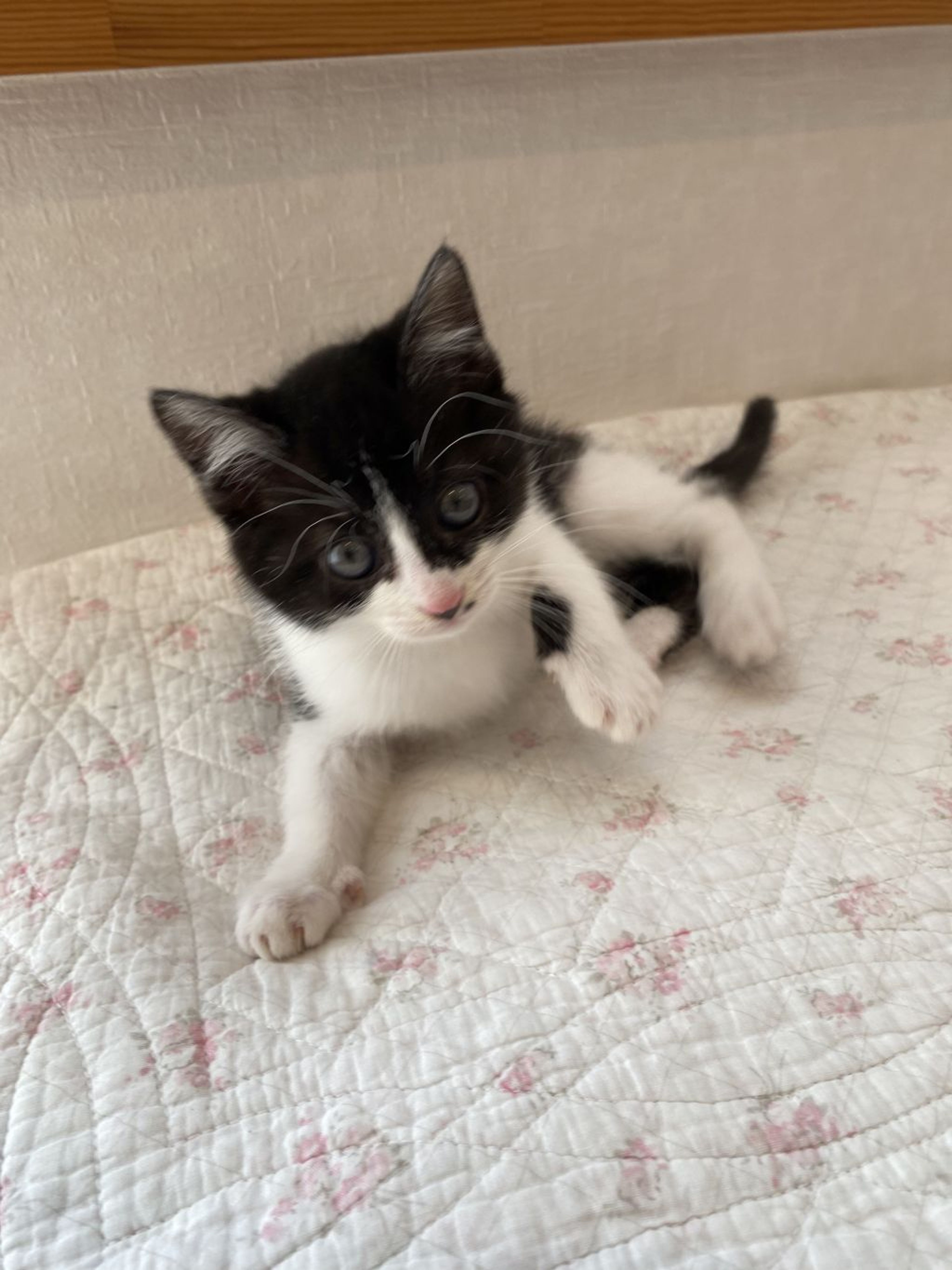 雑種（ミックス猫）・メスの里親募集の写真
