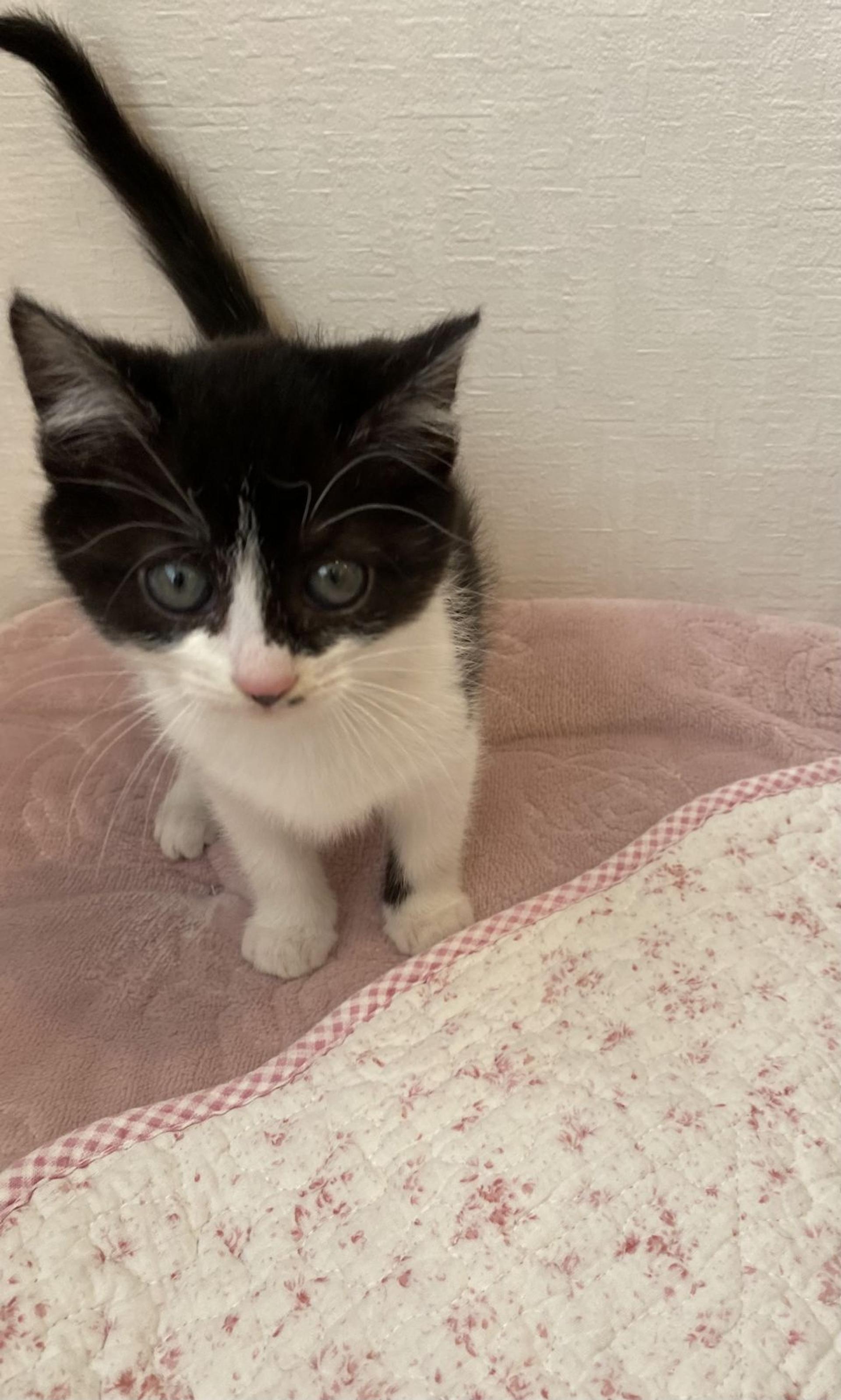 pet-image-2