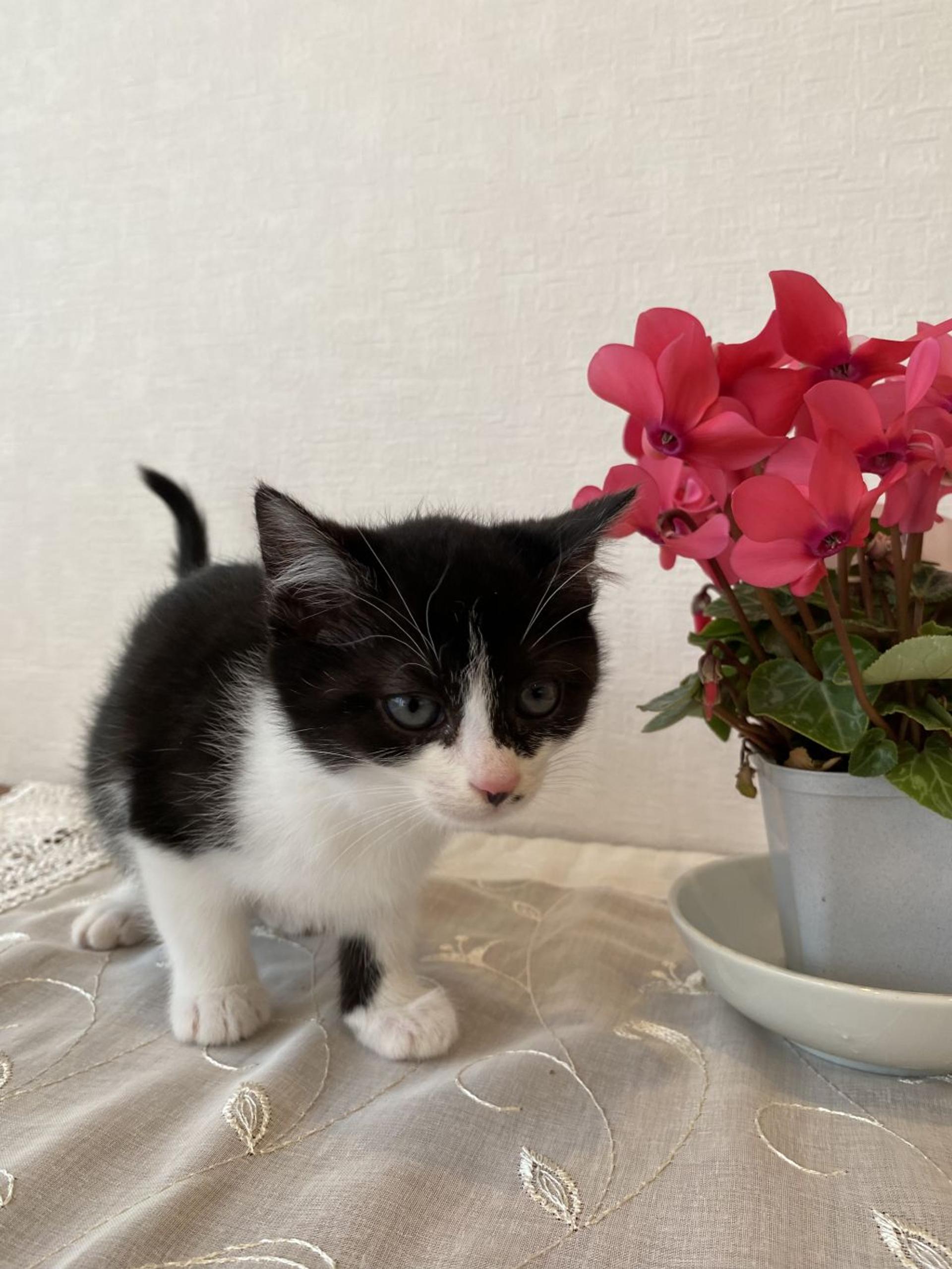 pet-image-3