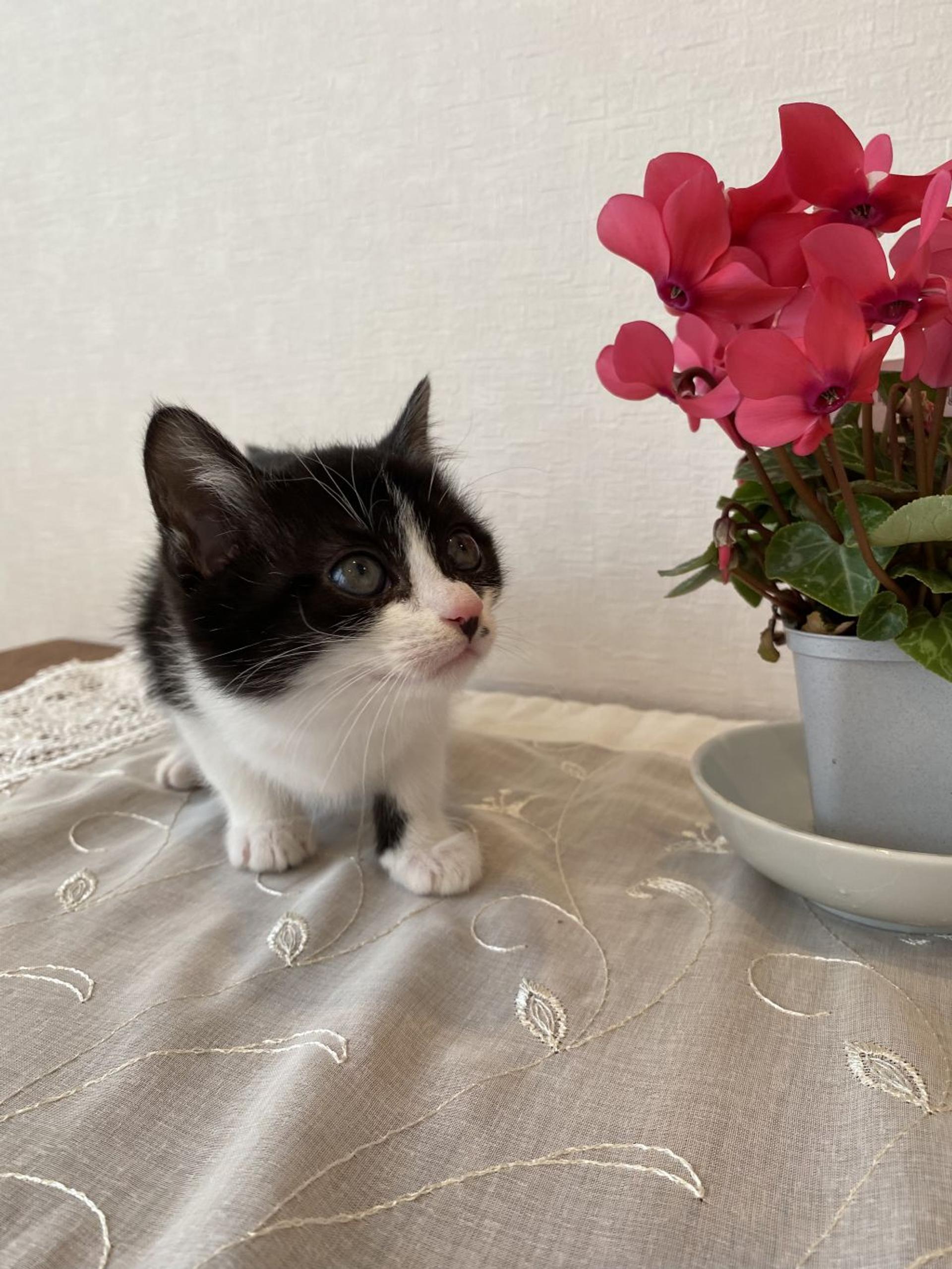 pet-image-4