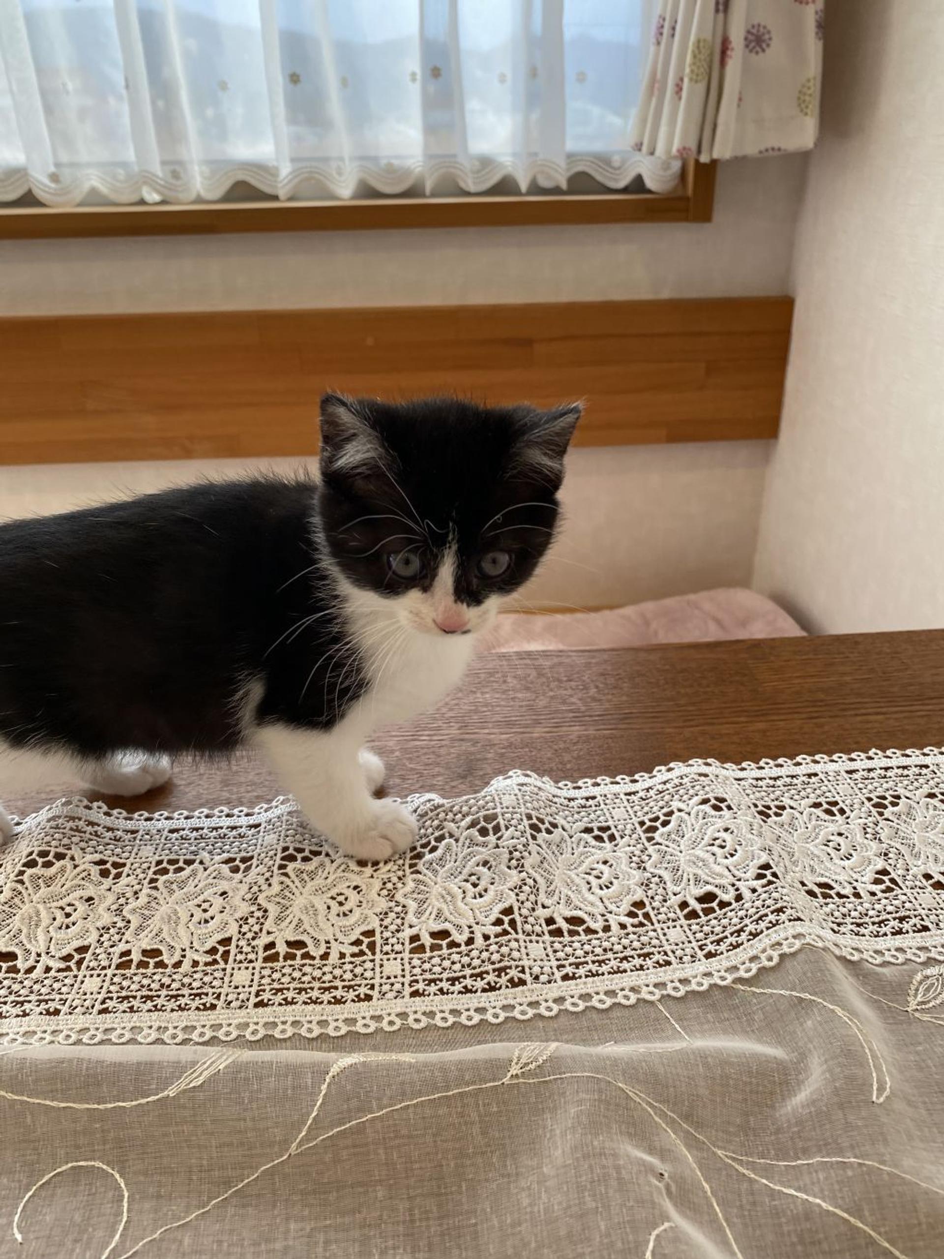 pet-image-5