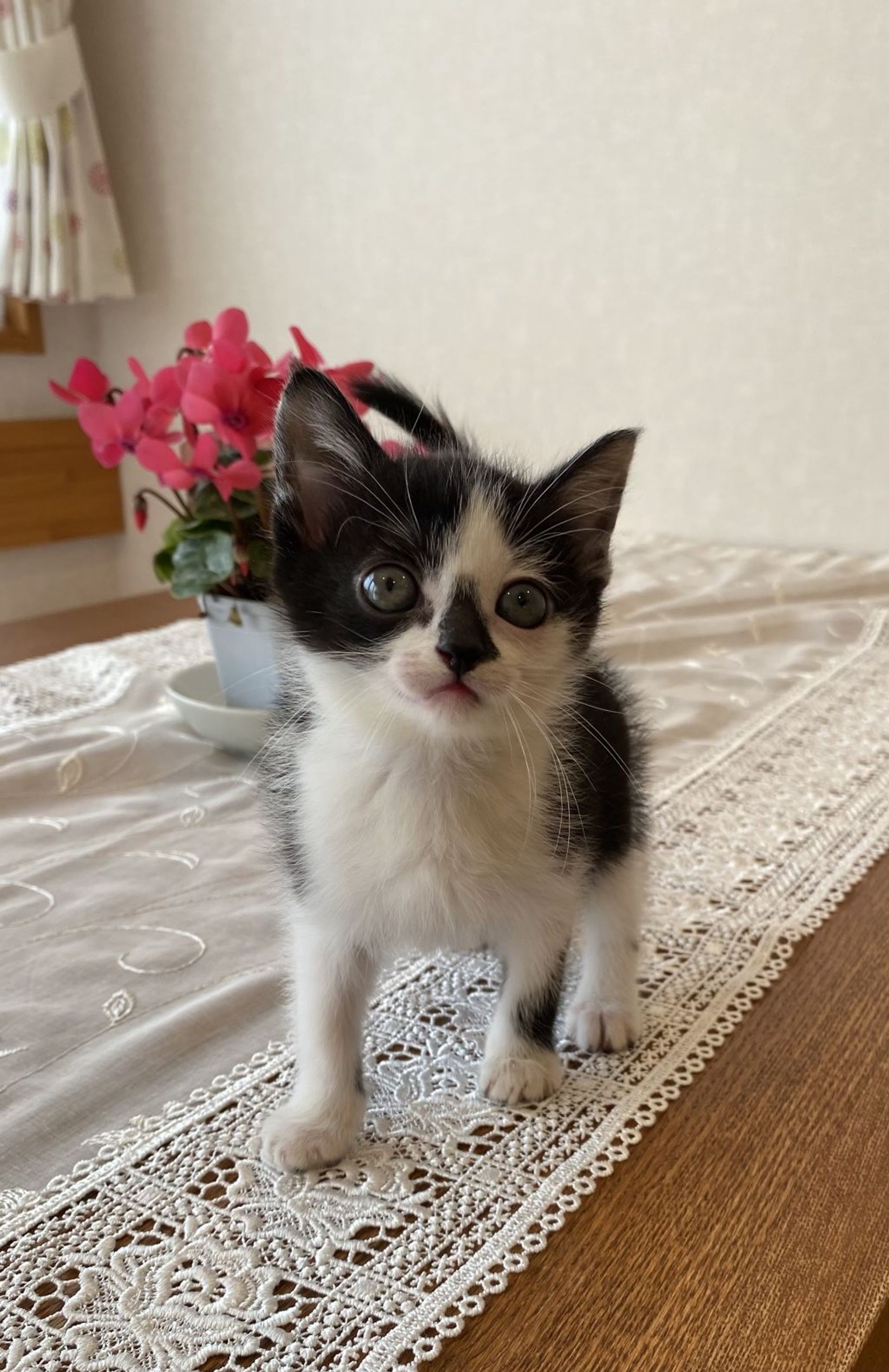 雑種（ミックス猫）・メスの里親募集の写真