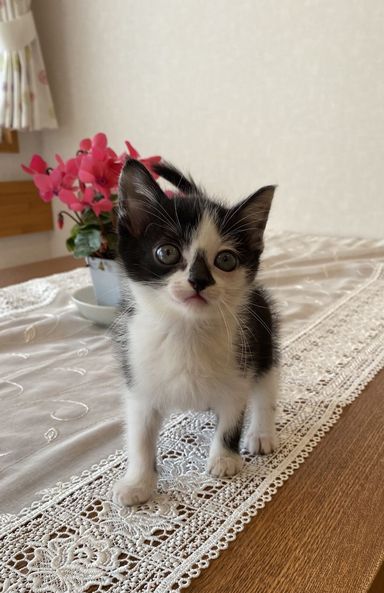 コアの写真