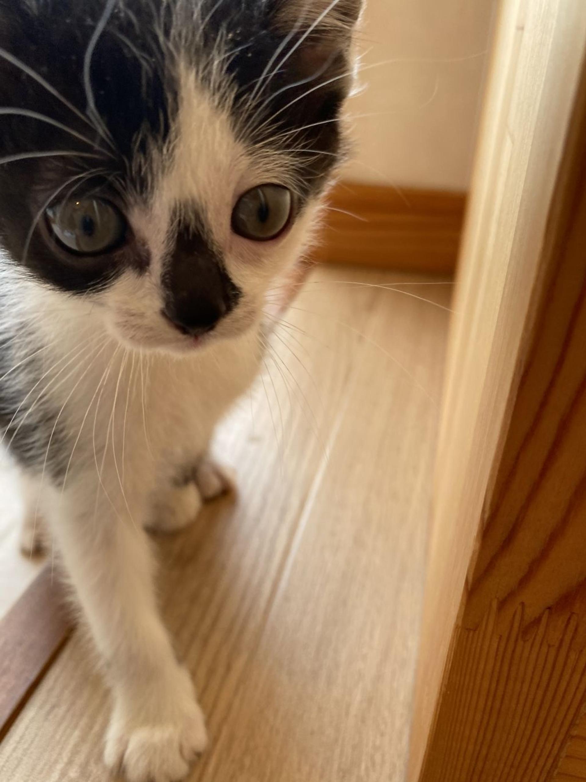 pet-image-4