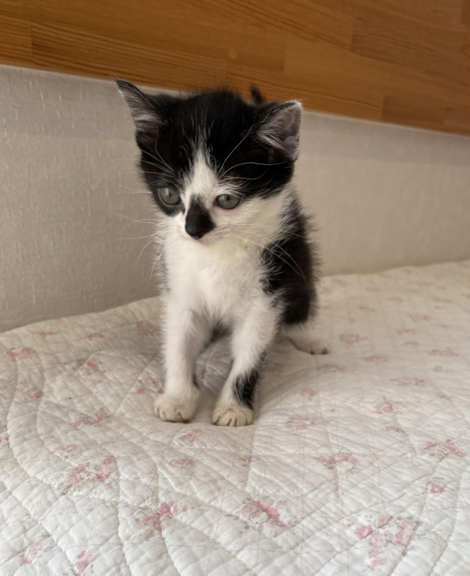 pet-image-5