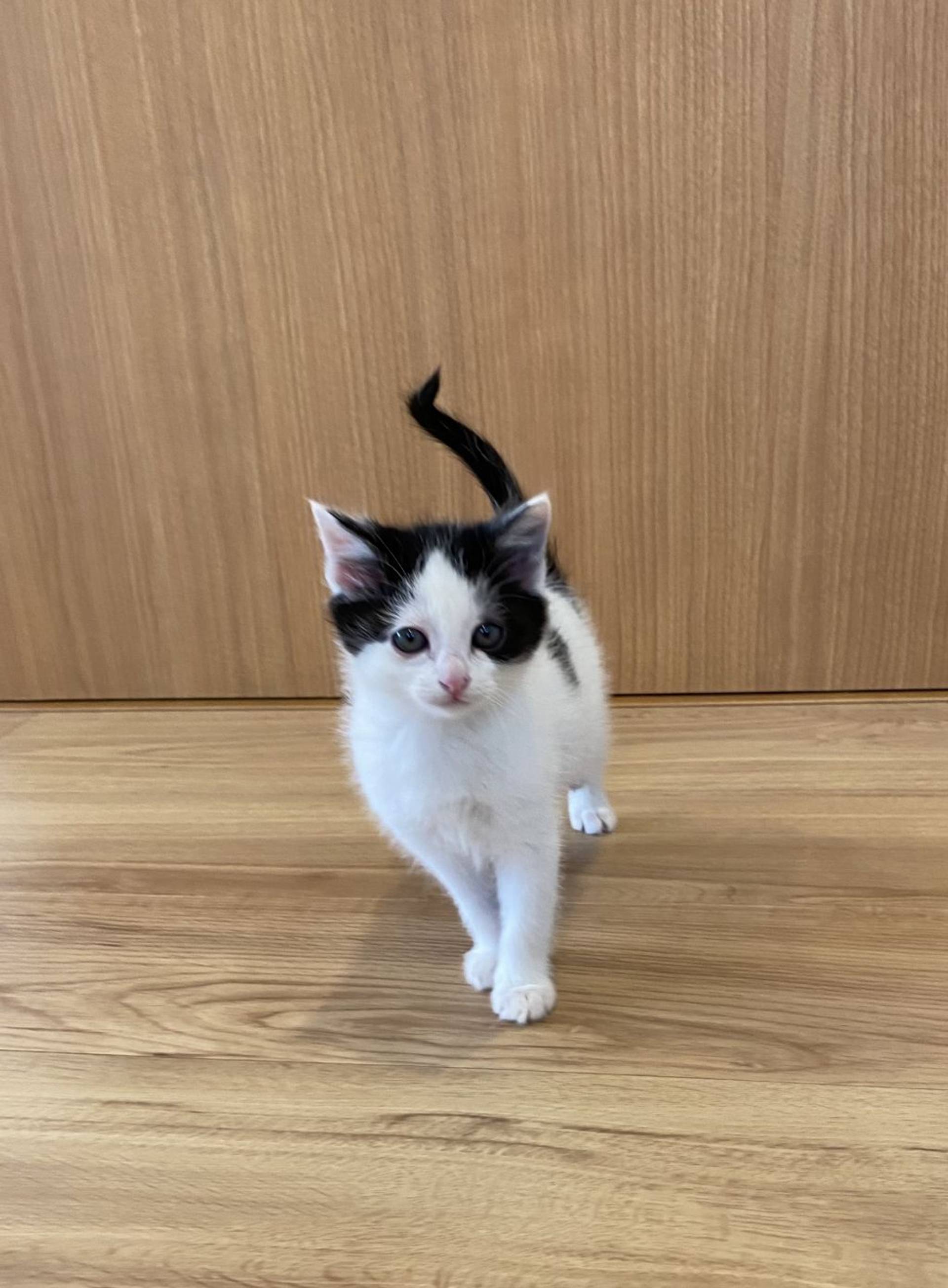 雑種（ミックス猫）・オスの里親募集の写真
