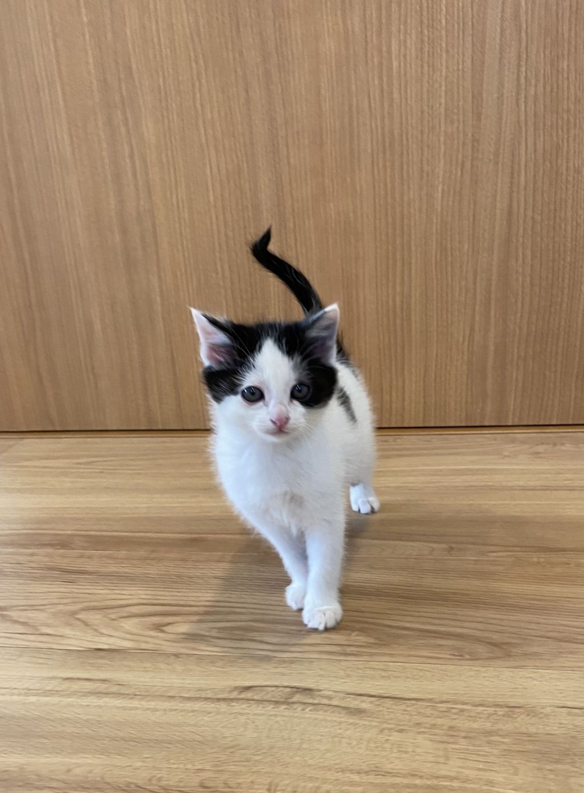 雑種（ミックス猫）・オスの里親募集の写真