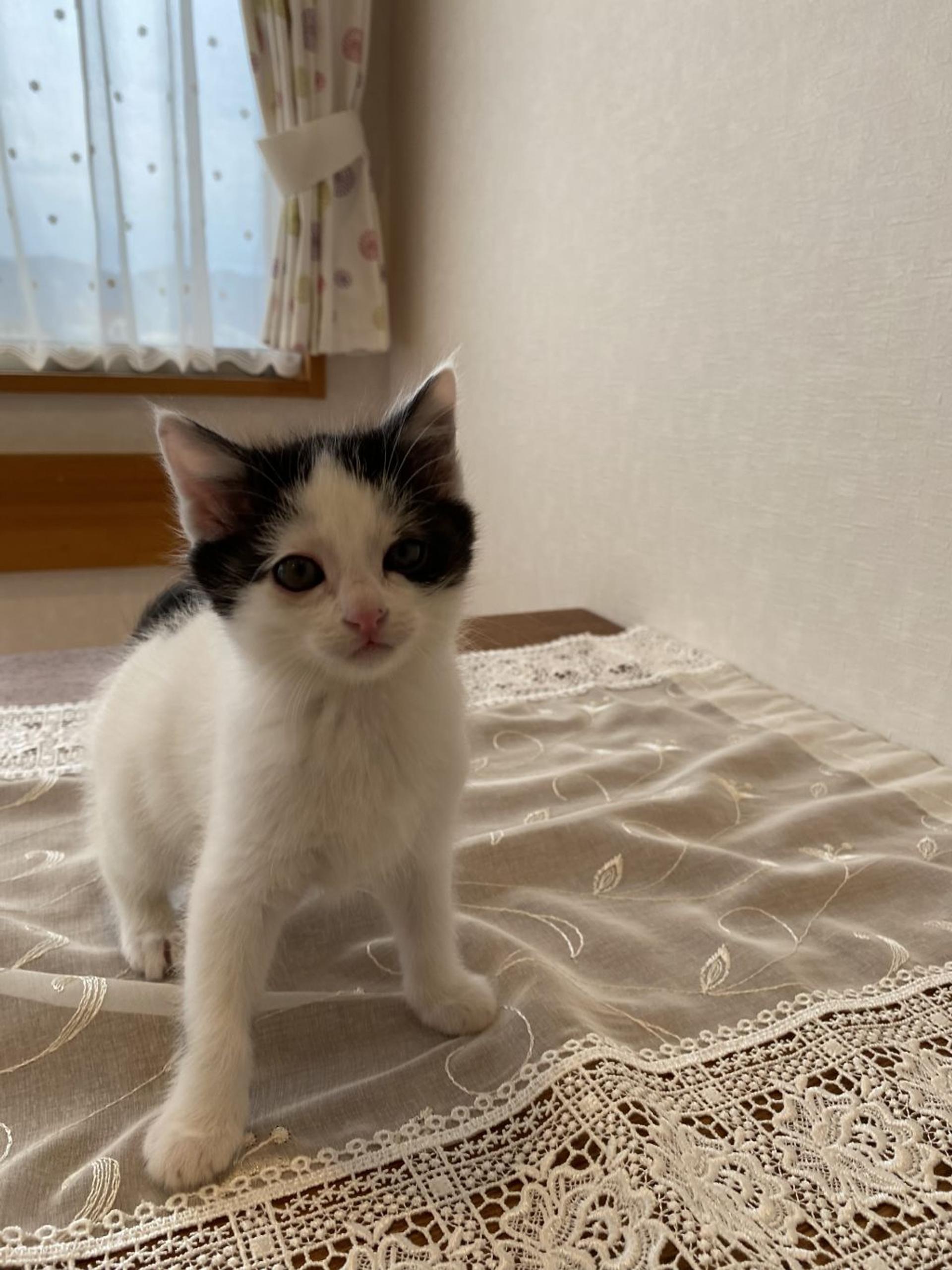 pet-image-3