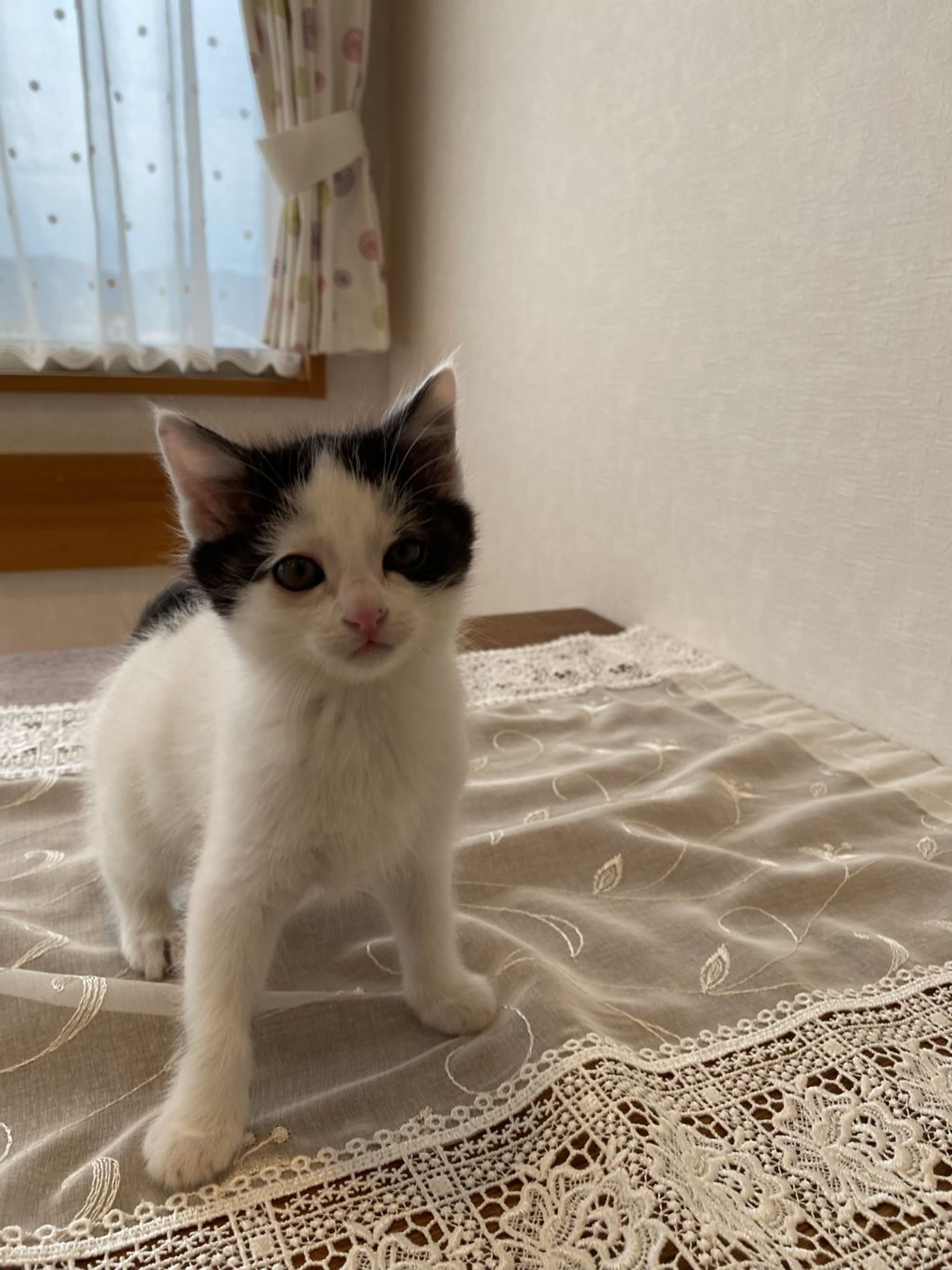 pet-image-3