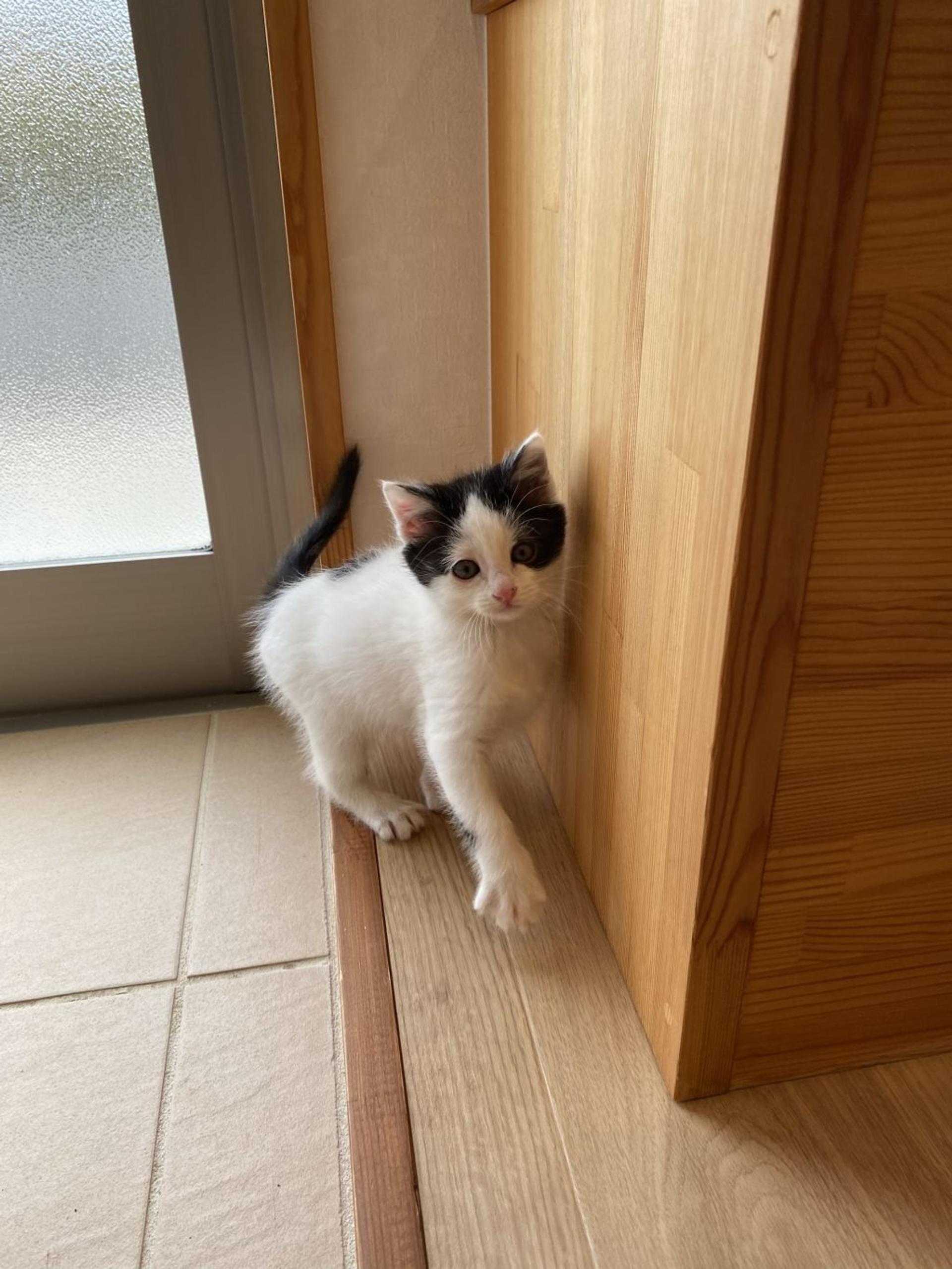 pet-image-4