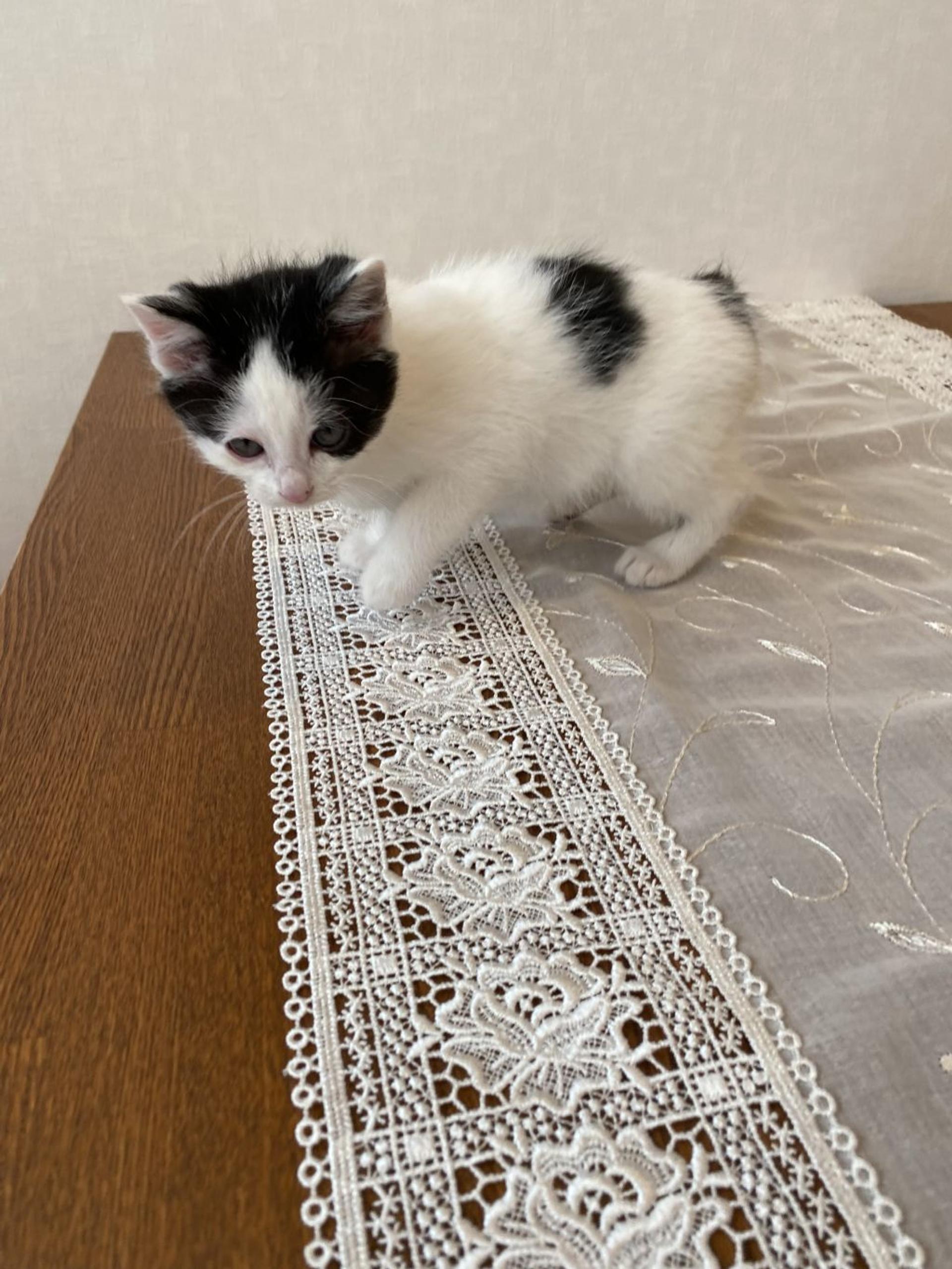 pet-image-5