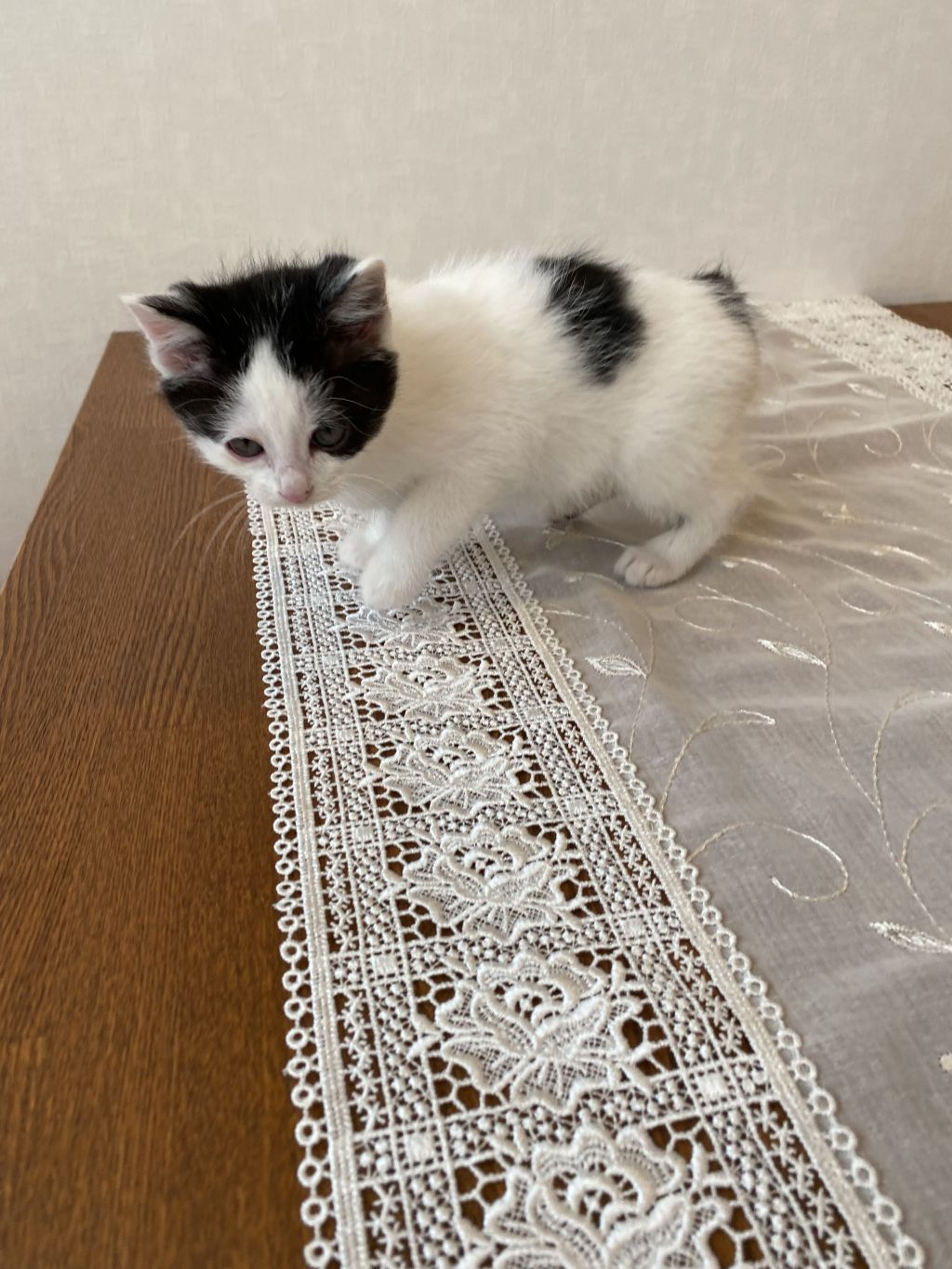 pet-image-5