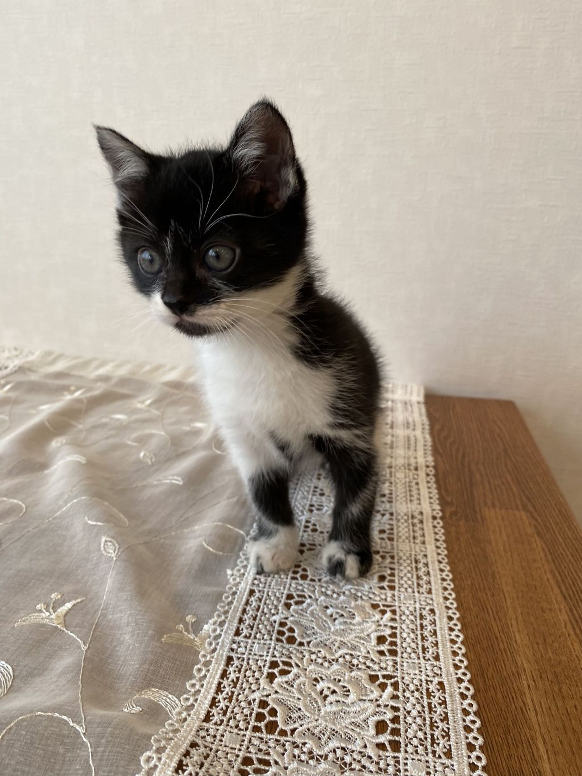 雑種（ミックス猫）・オスの里親募集の写真