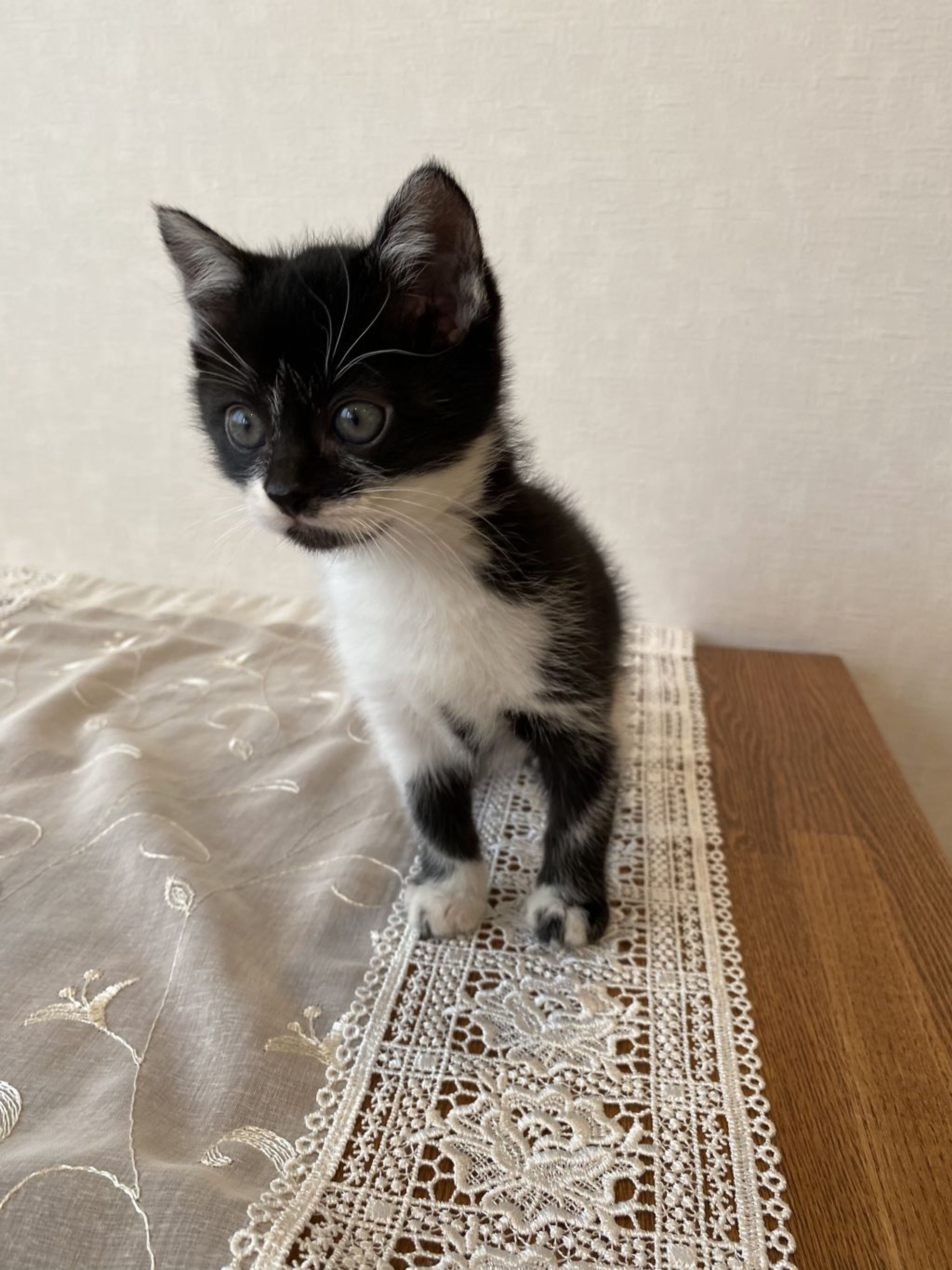 雑種（ミックス猫）・オスの里親募集の写真