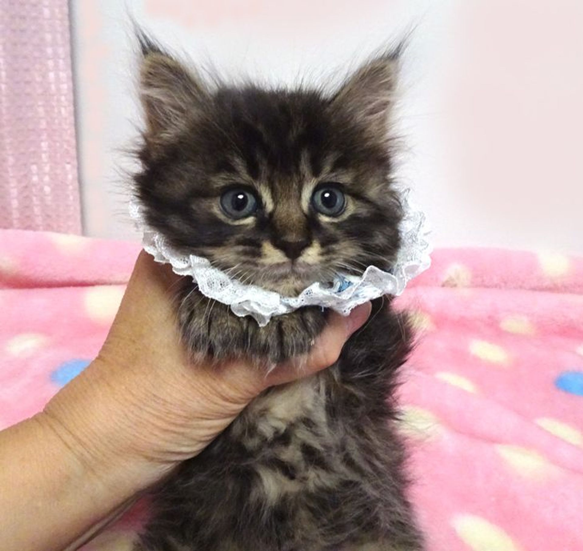 雑種（ミックス猫）・オスの里親募集の写真