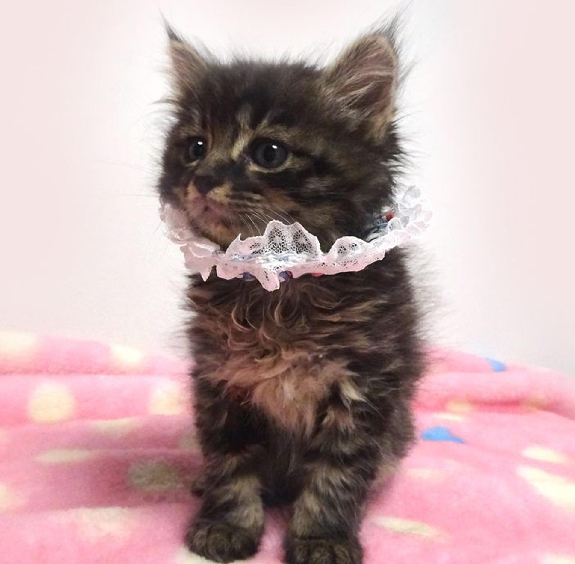 pet-image-3