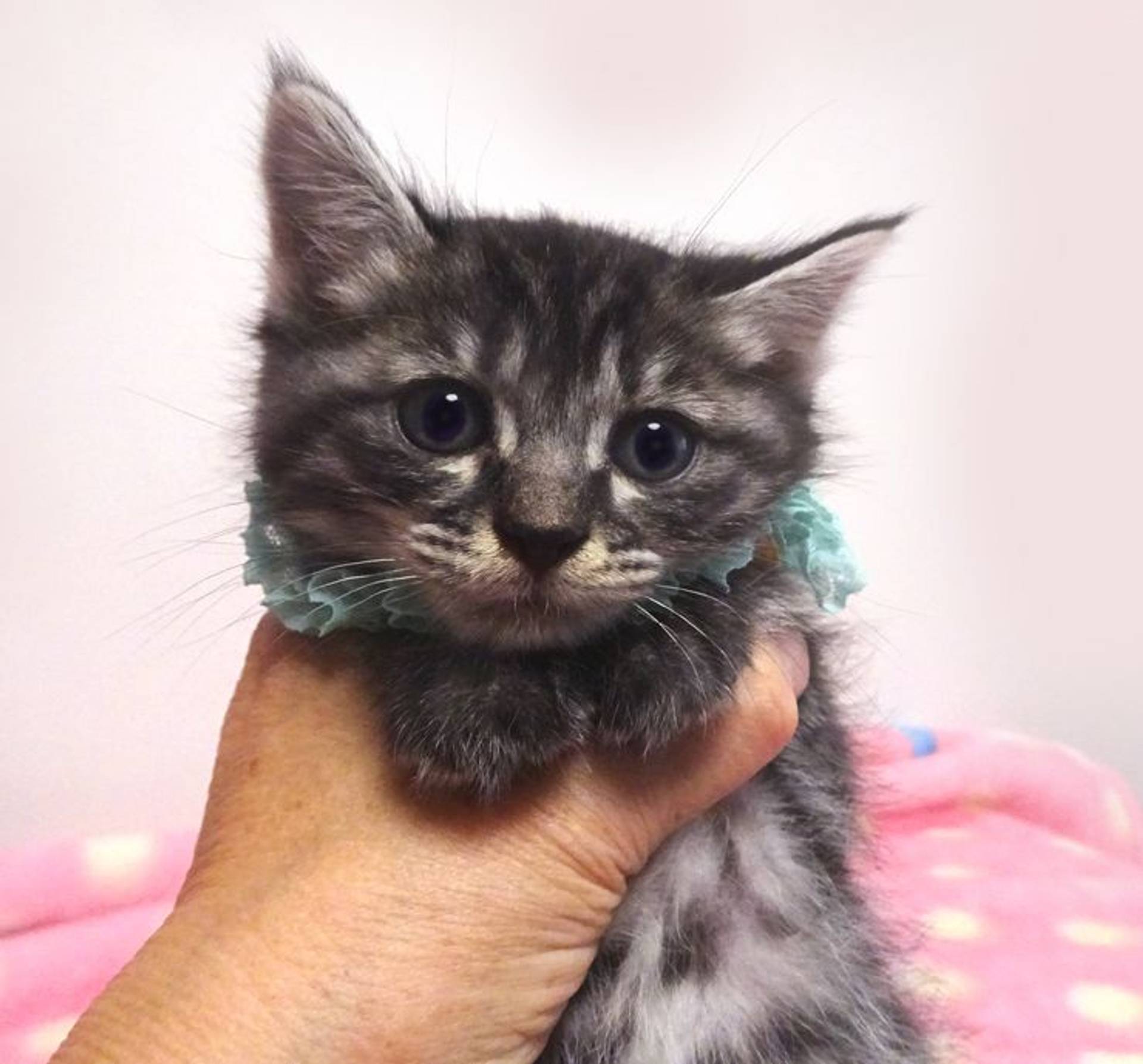 雑種（ミックス猫）・オスの里親募集の写真