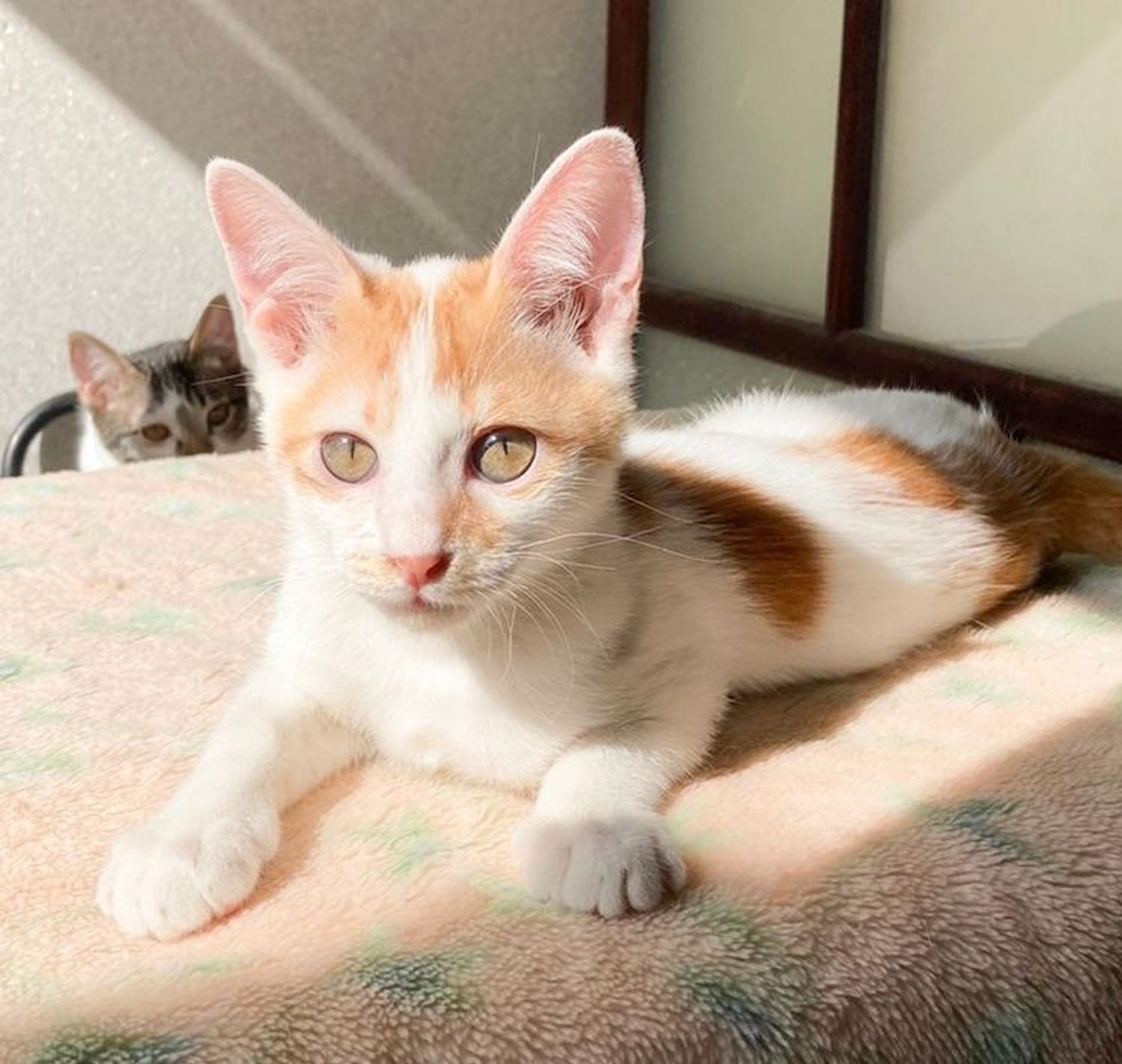 雑種（ミックス猫）・オスの里親募集の写真
