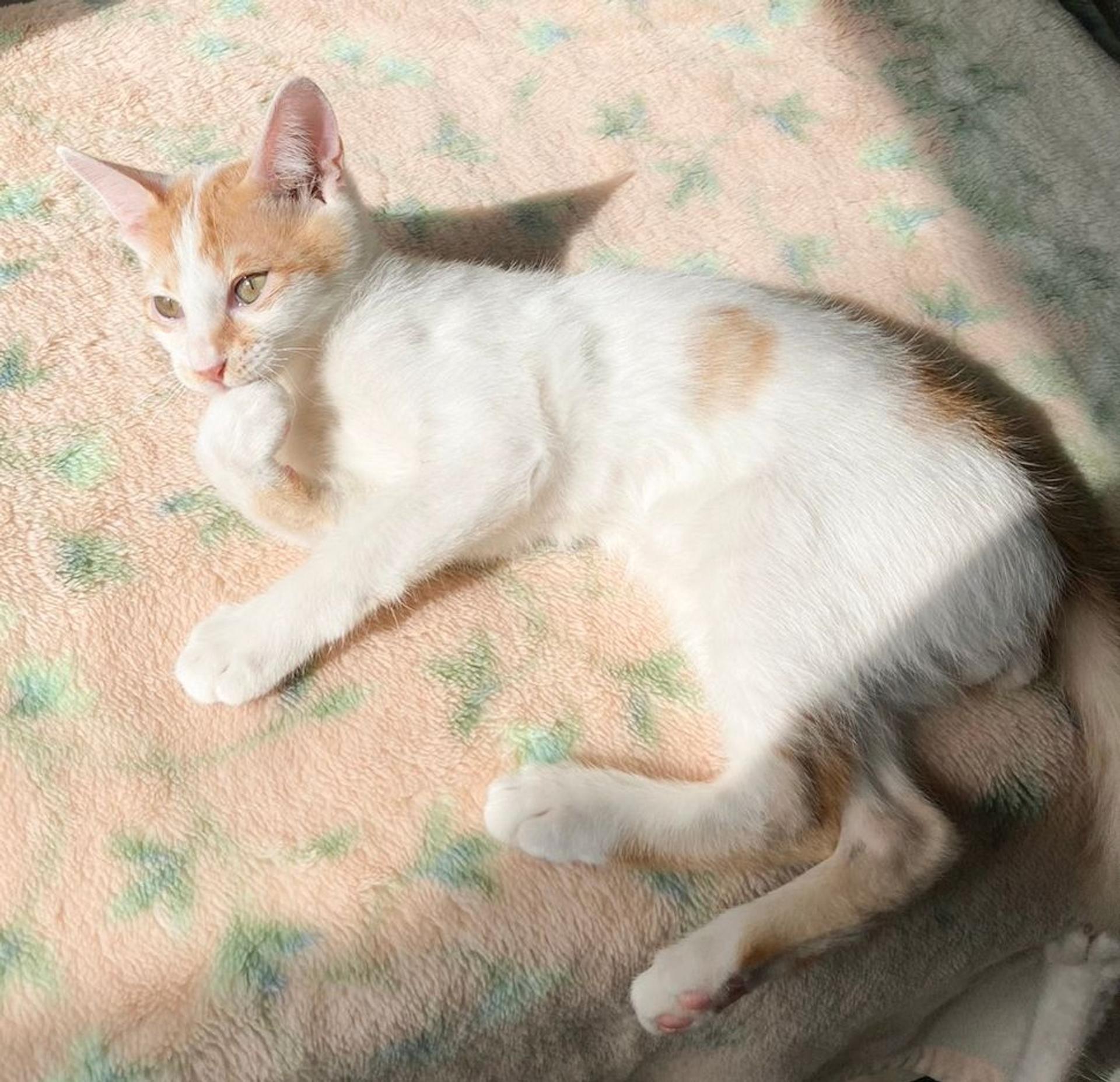 pet-image-2