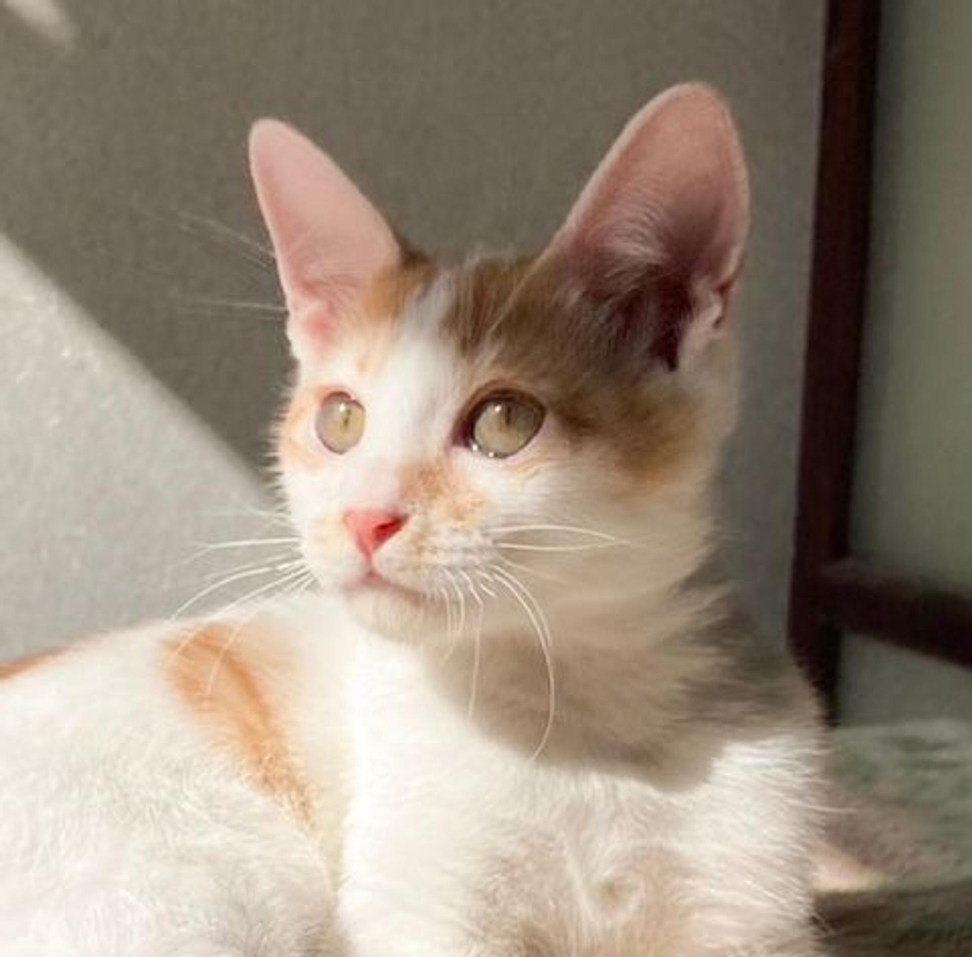 pet-image-3
