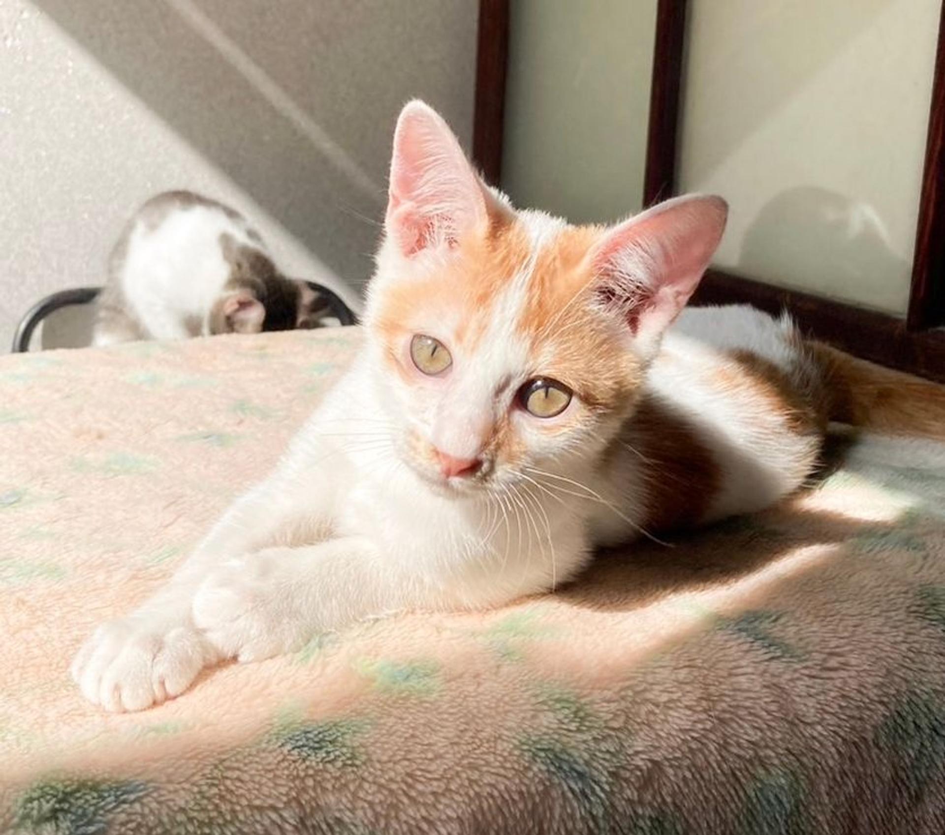 pet-image-4