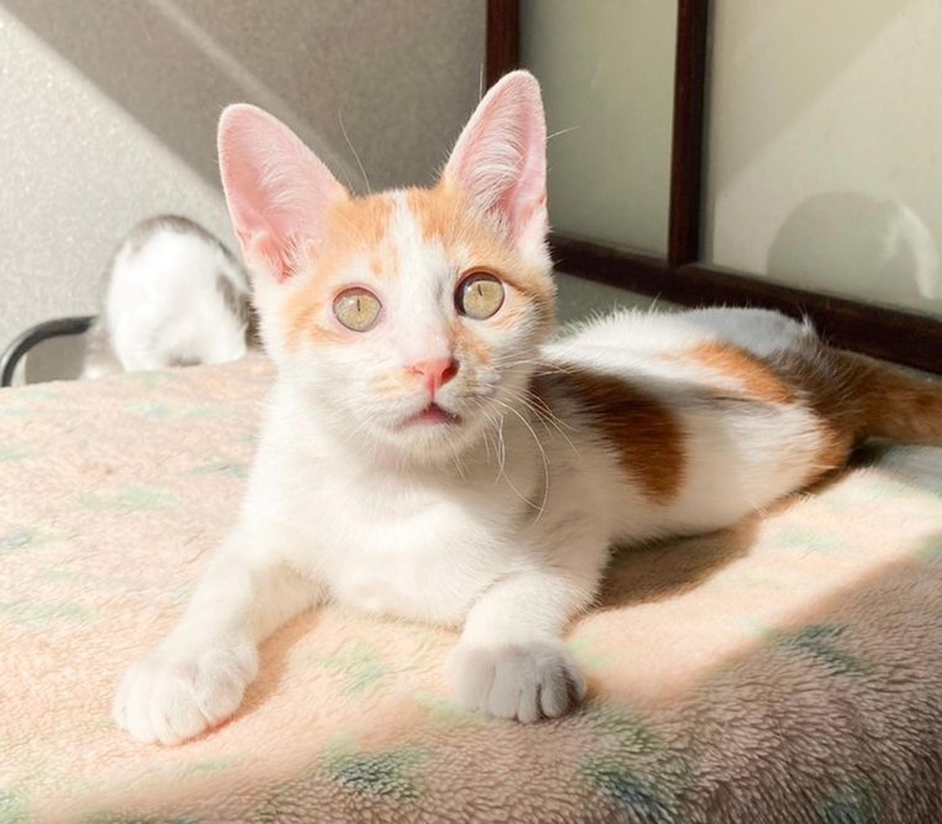 pet-image-6