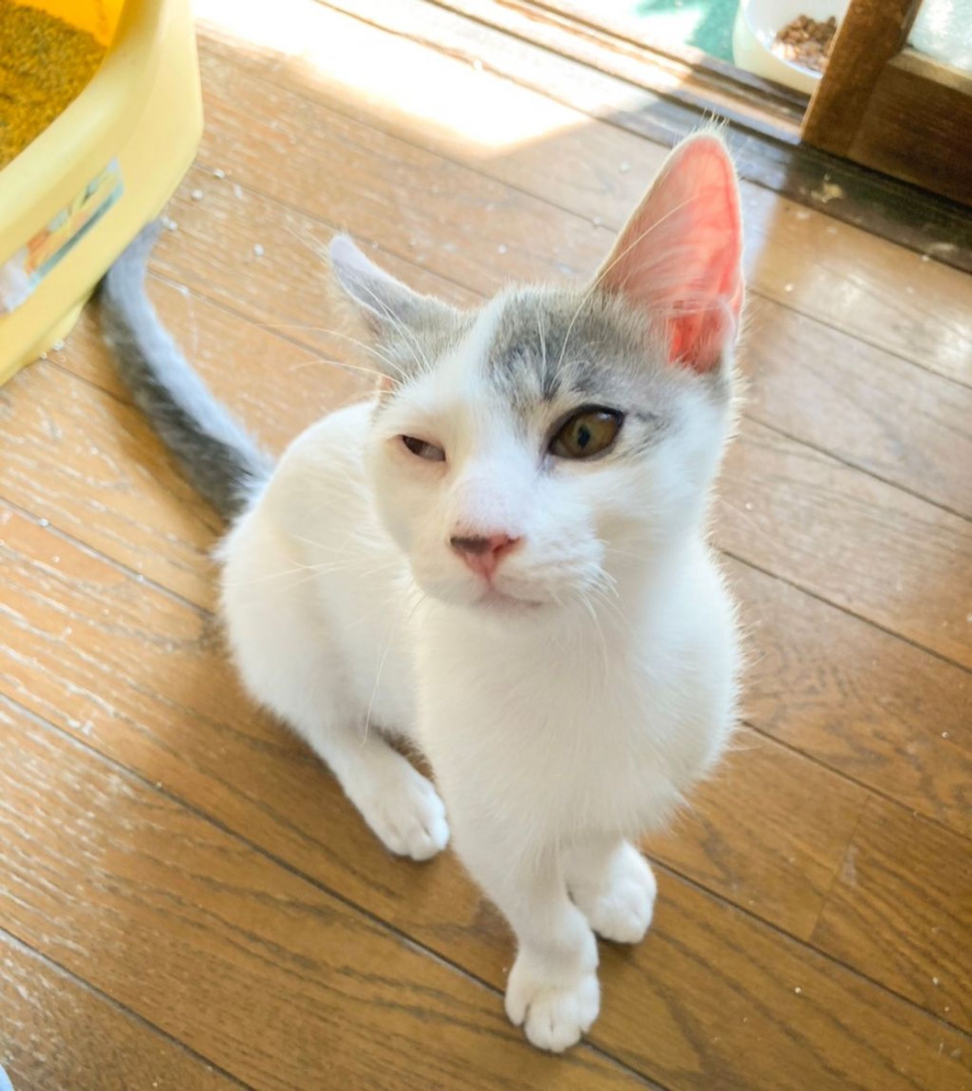 雑種（ミックス猫）・オスの里親募集の写真