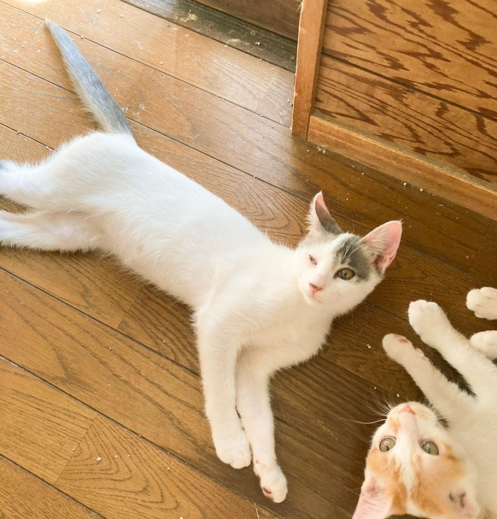 pet-image-4