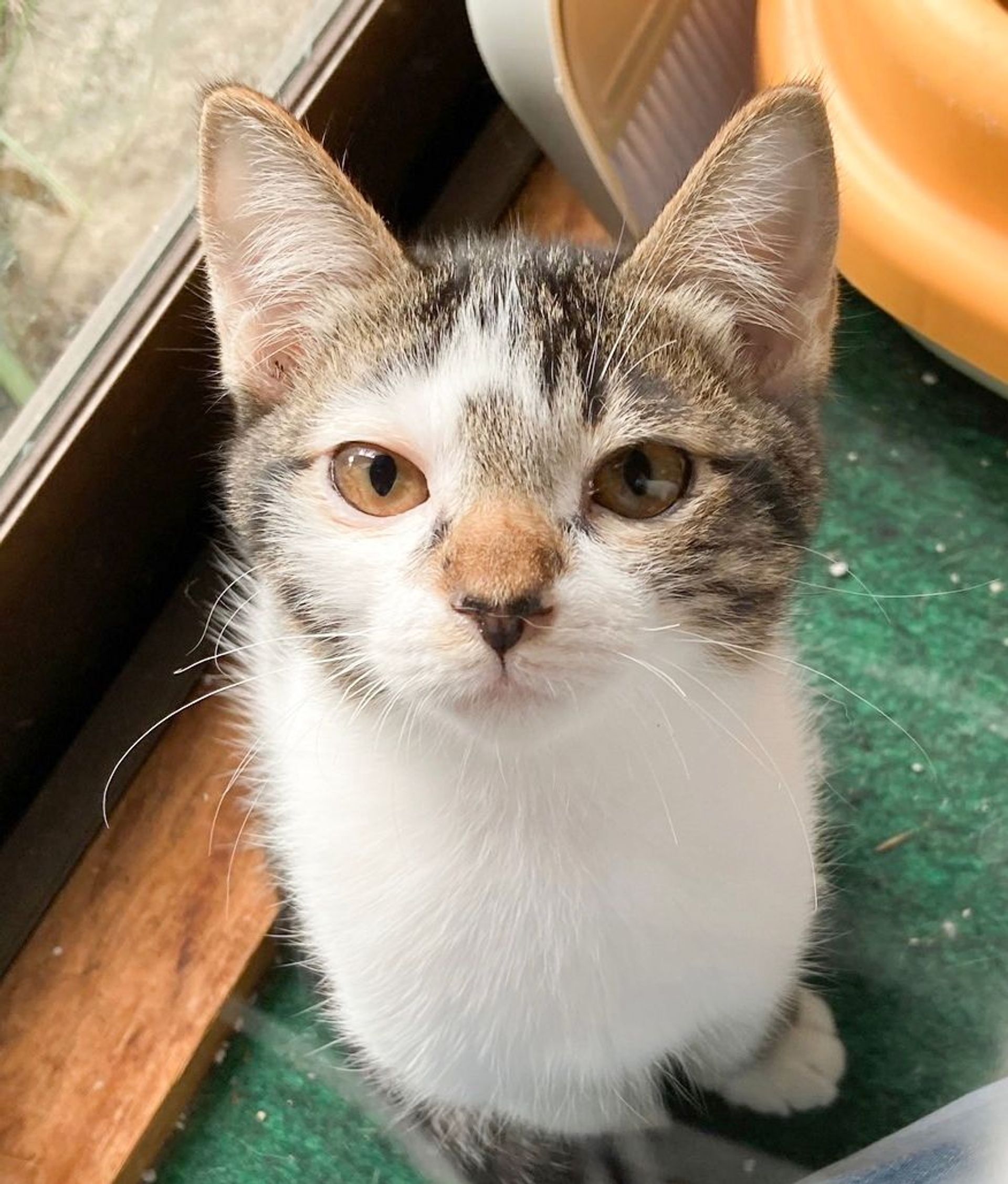 雑種（ミックス猫）・メスの里親募集の写真