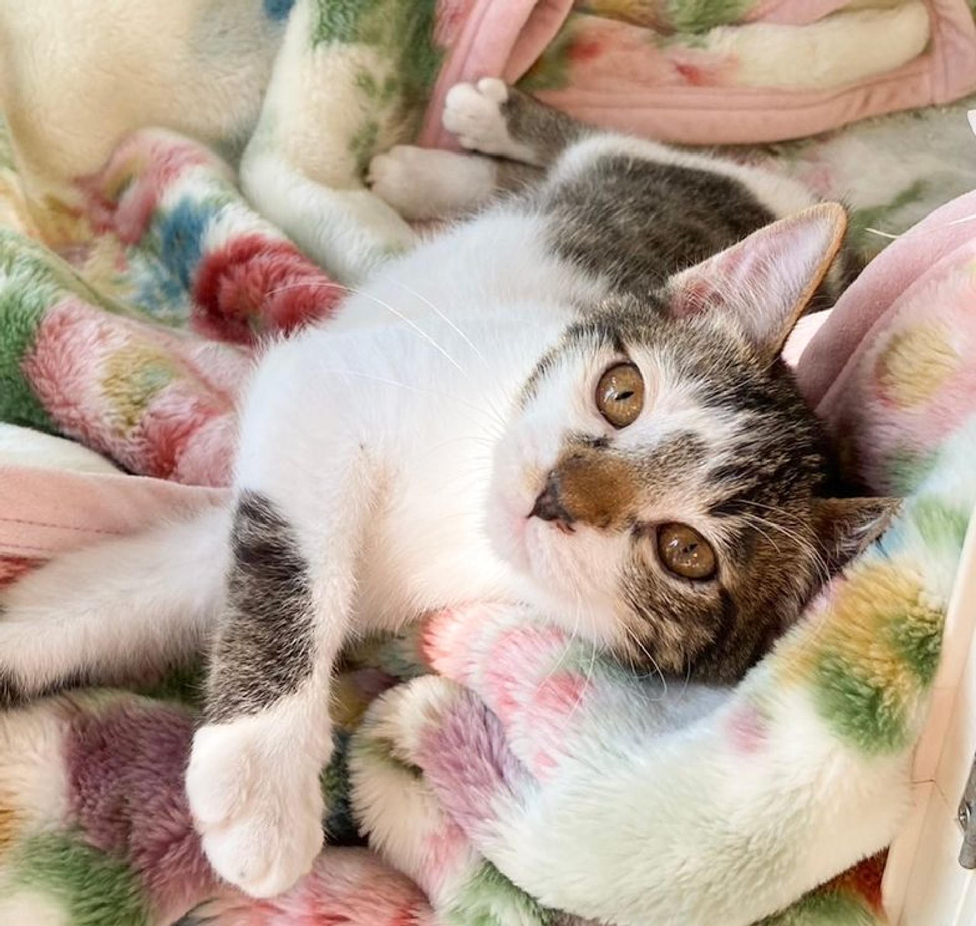 pet-image-3