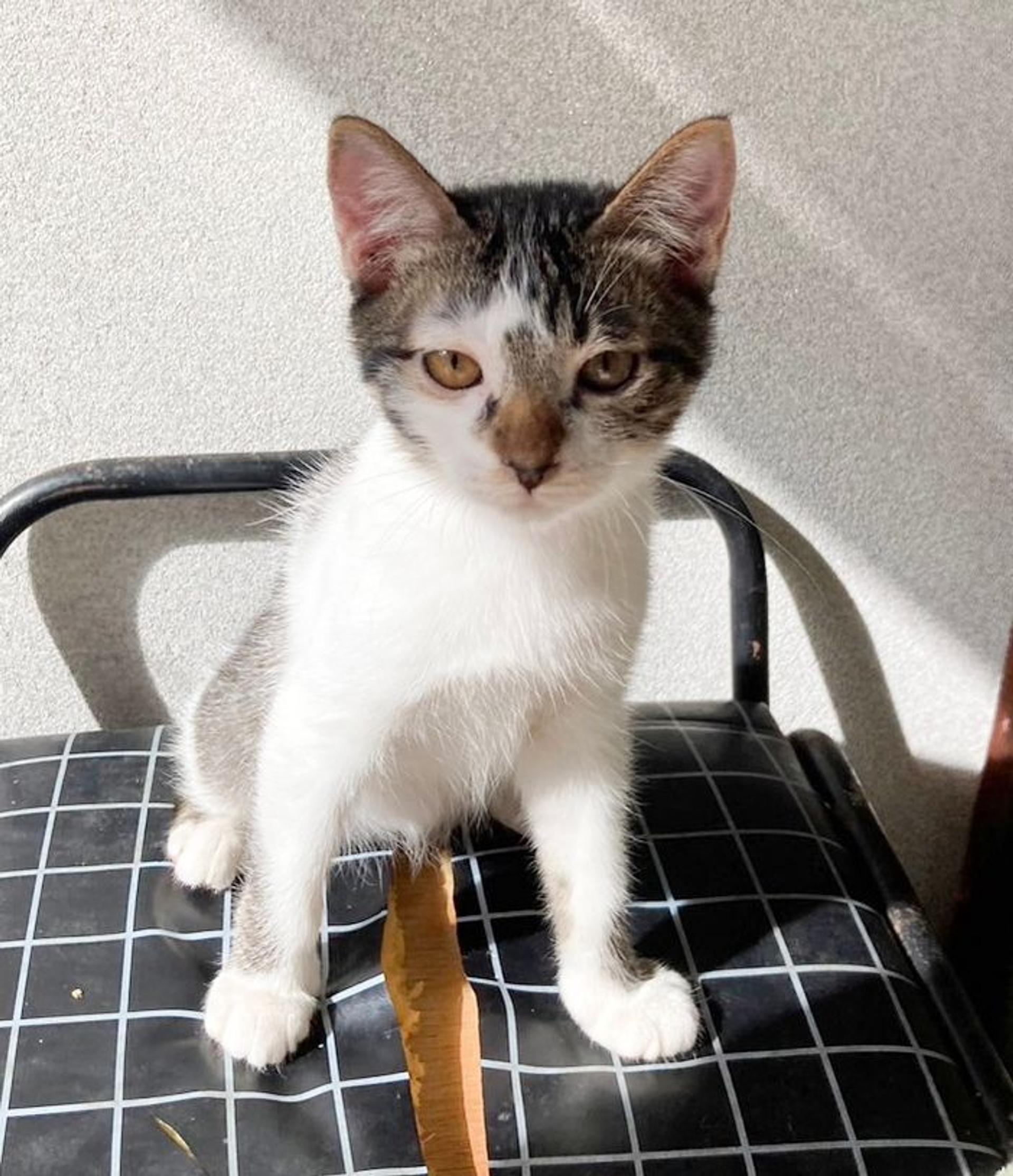 pet-image-4