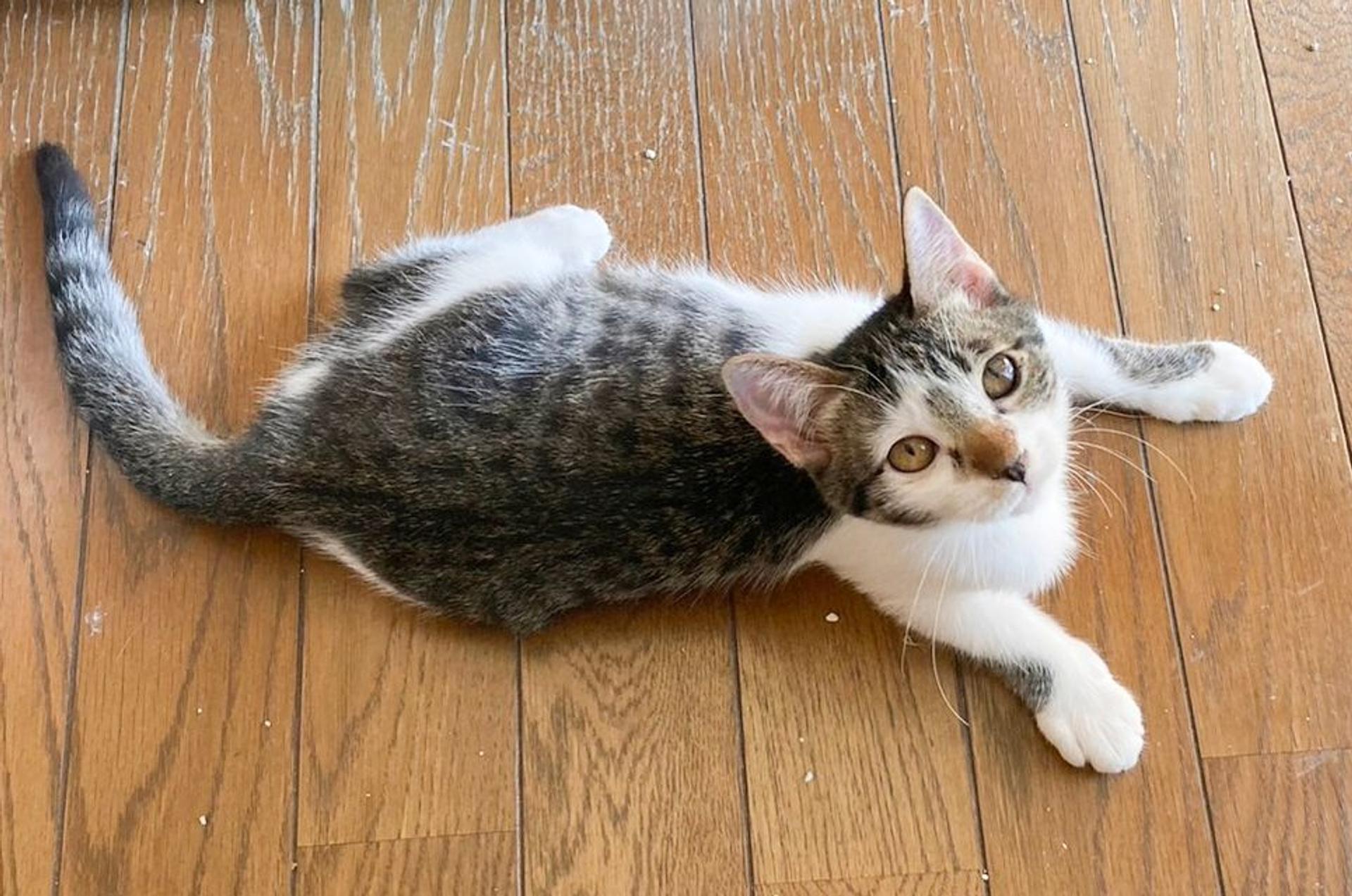 pet-image-5