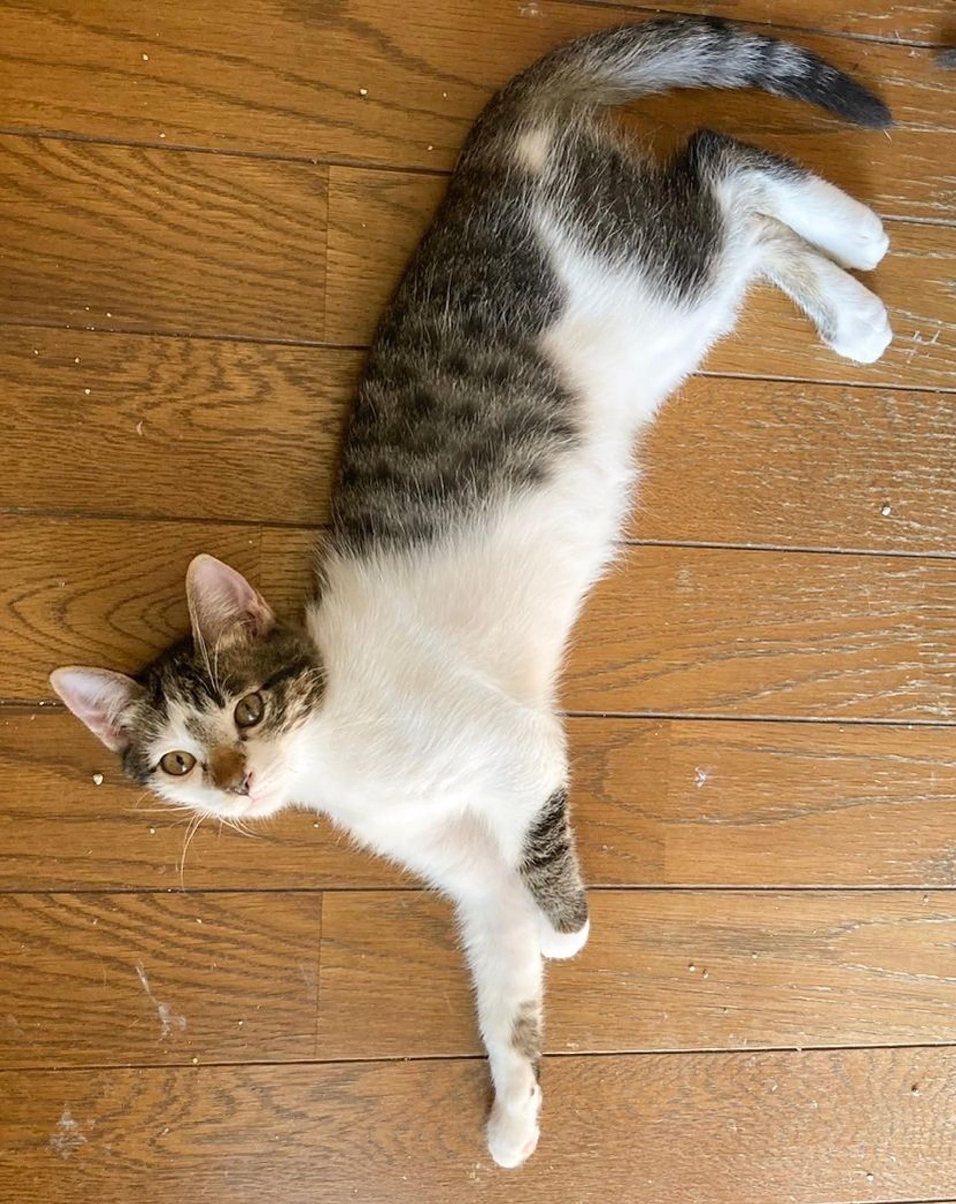 pet-image-6