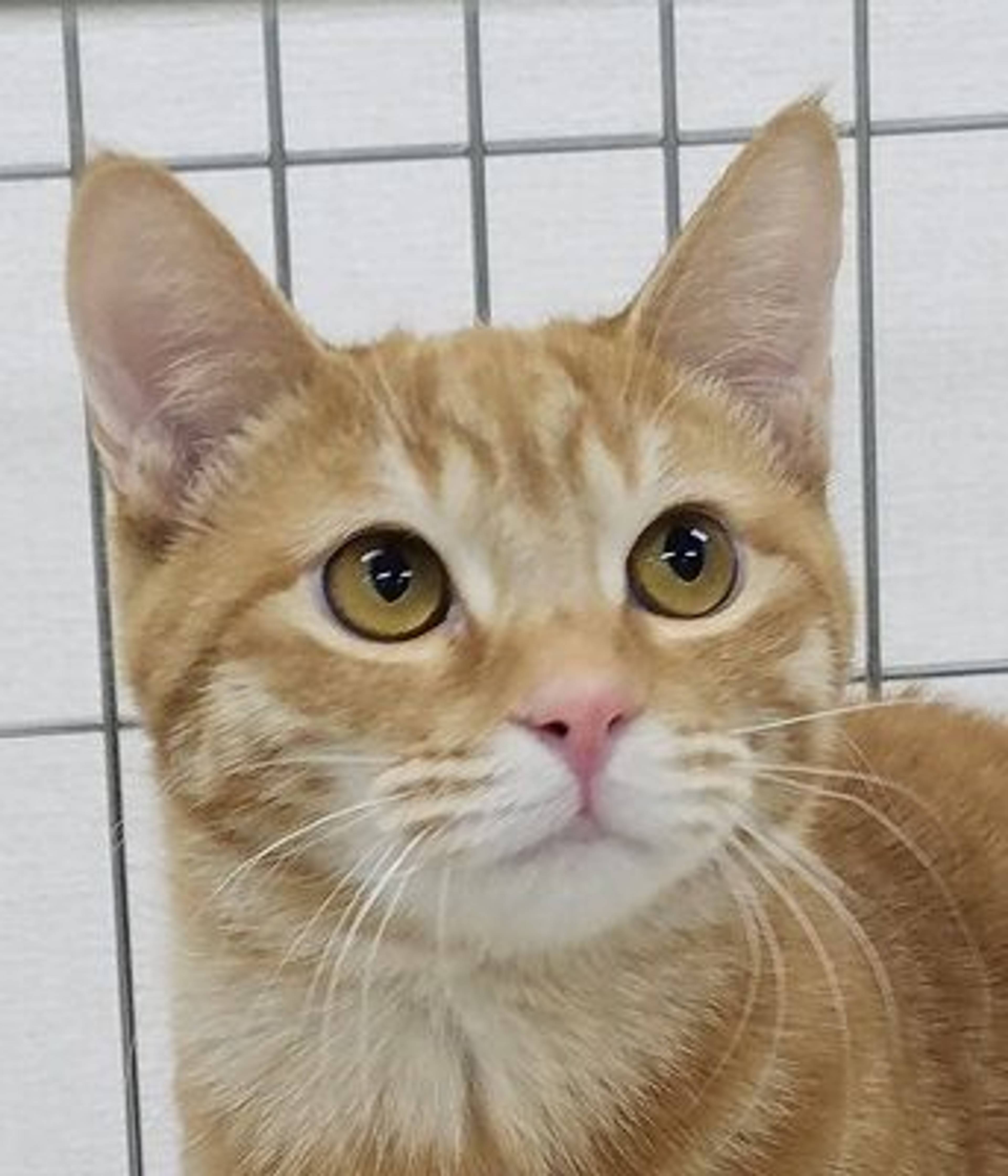 雑種（ミックス猫）・オスの里親募集の写真